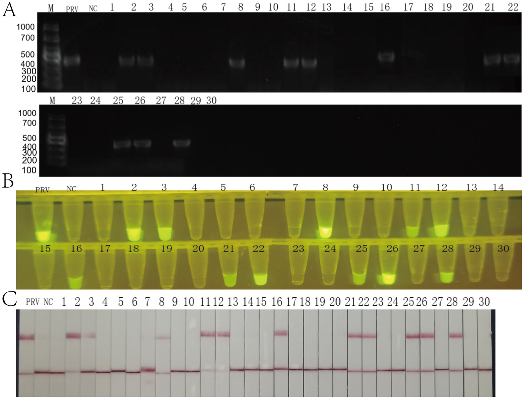 Three-part image showing molecular biology results. A: Gel electrophoresis image displaying DNA bands in lanes labeled M, PRV, NC, and numbers 1 to 30, with visible bands at specific lanes. B: Fluorescent tubes under UV light, labeled similarly, with certain tubes glowing, indicating positive results. C: Lateral flow strips labeled PRV, NC, and 1 to 30, showing colored lines for visual detection of analytes in select strips.