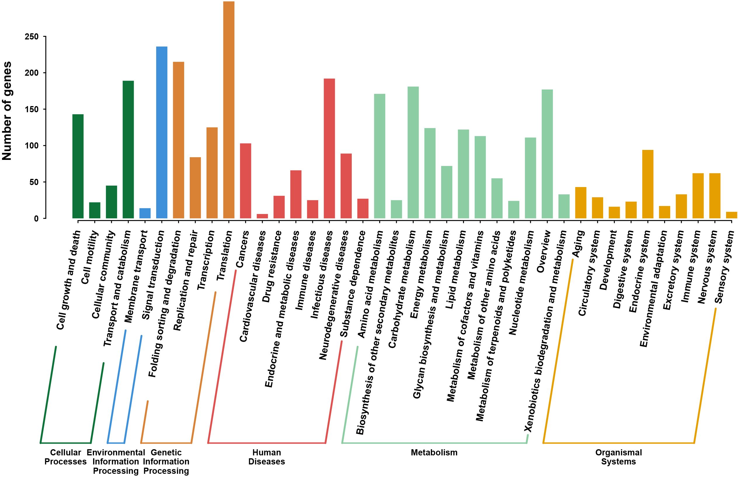 Bar chart depicting the number of genes across various categories such as Cellular Processes, Environmental Information Processing, Genetic Information Processing, Human Diseases, Metabolism, and Organismal Systems. Each category comprises multiple subcategories, with varying gene counts. The x-axis lists subcategories, while the y-axis indicates the number of genes, ranging from 0 to 250.