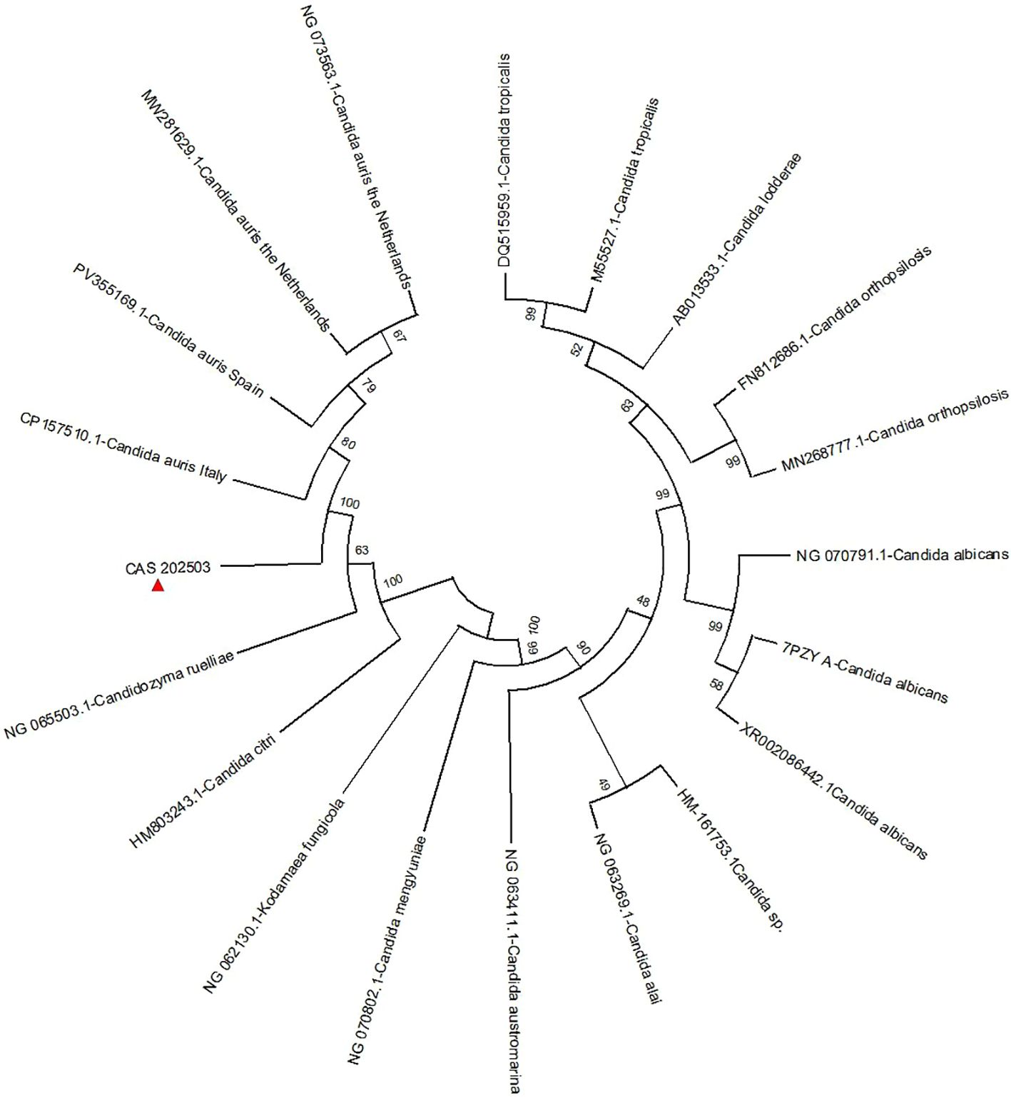 Phylogenetic tree displaying relationships among different Candida species and strains, including Candida auris from various countries. Branches are labeled with sequence identifiers and bootstrap values indicating support levels.