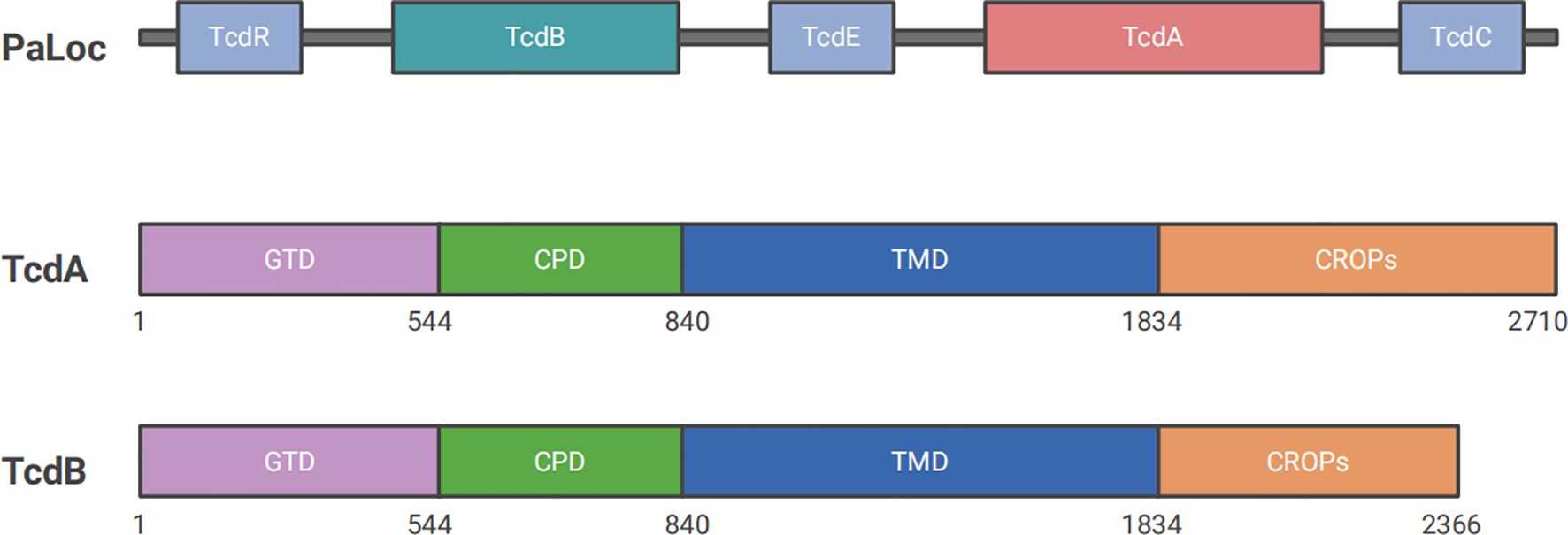 Diagram illustrating the PaLoc genetic region with TcdR, TcdB, TcdE, TcdA, and TcdC genes. Below, TcdA and TcdB proteins show domains GTD, CPD, TMD, and CROPs, with respective positions: 1-544, 544-840, 840-1834, and 1834-end. TcdA ends at 2710 and TcdB at 2366.