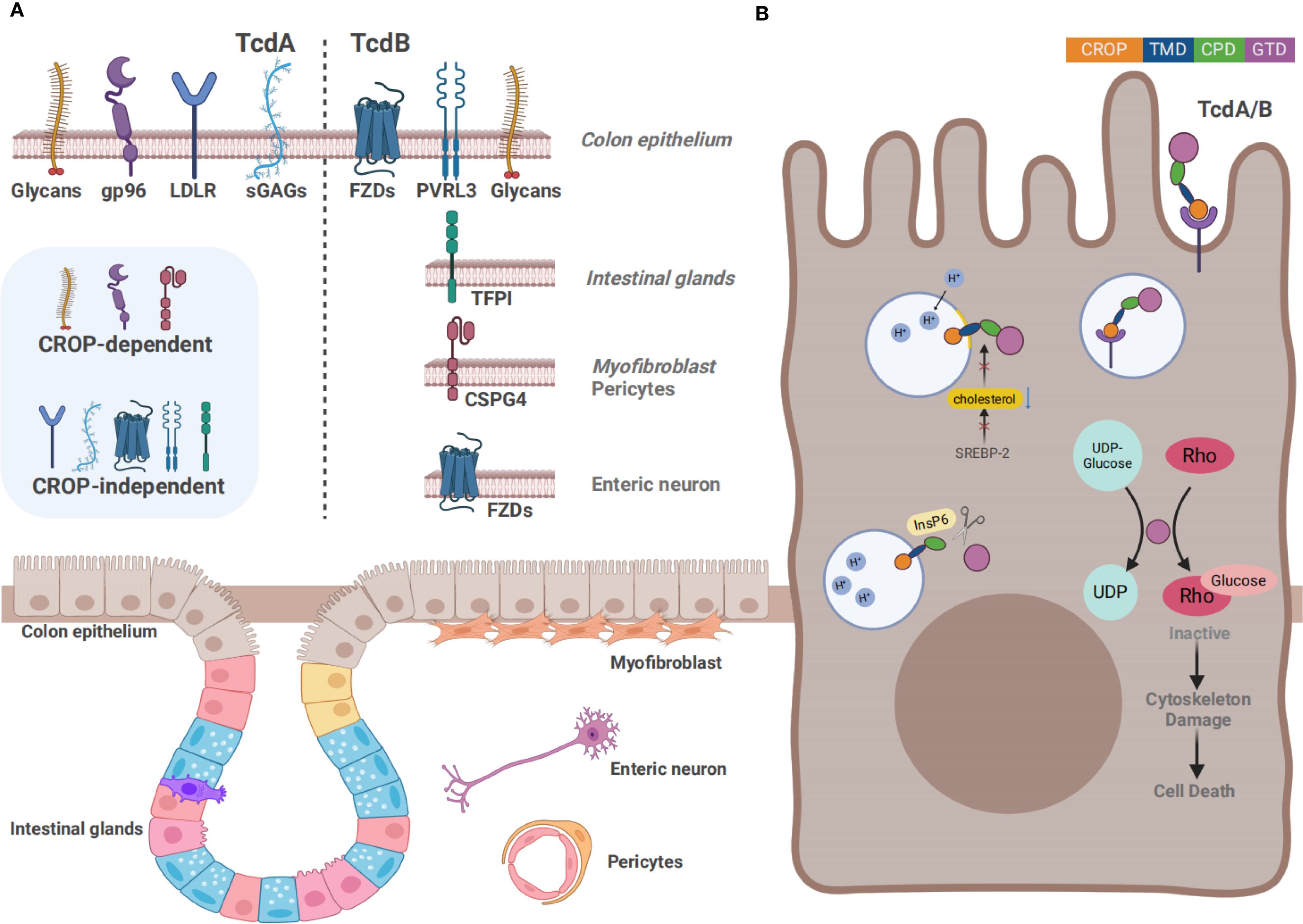 Diagram presenting the mechanism of TcdA and TcdB toxins. Panel A shows the interaction of TcdA and TcdB with various cell receptors in the colon epithelium, intestinal glands, myofibroblasts, and enteric neurons, emphasizing pathways involving CROP-dependent and independent binding. Panel B illustrates the cellular effects of these toxins, including cholesterol-mediated uptake, activation of Rho proteins, and resulting cytoskeleton damage and cell death. Key components and proteins like glycan receptors, LDLR, and CSPG4 are labeled to indicate their involvement in these processes.