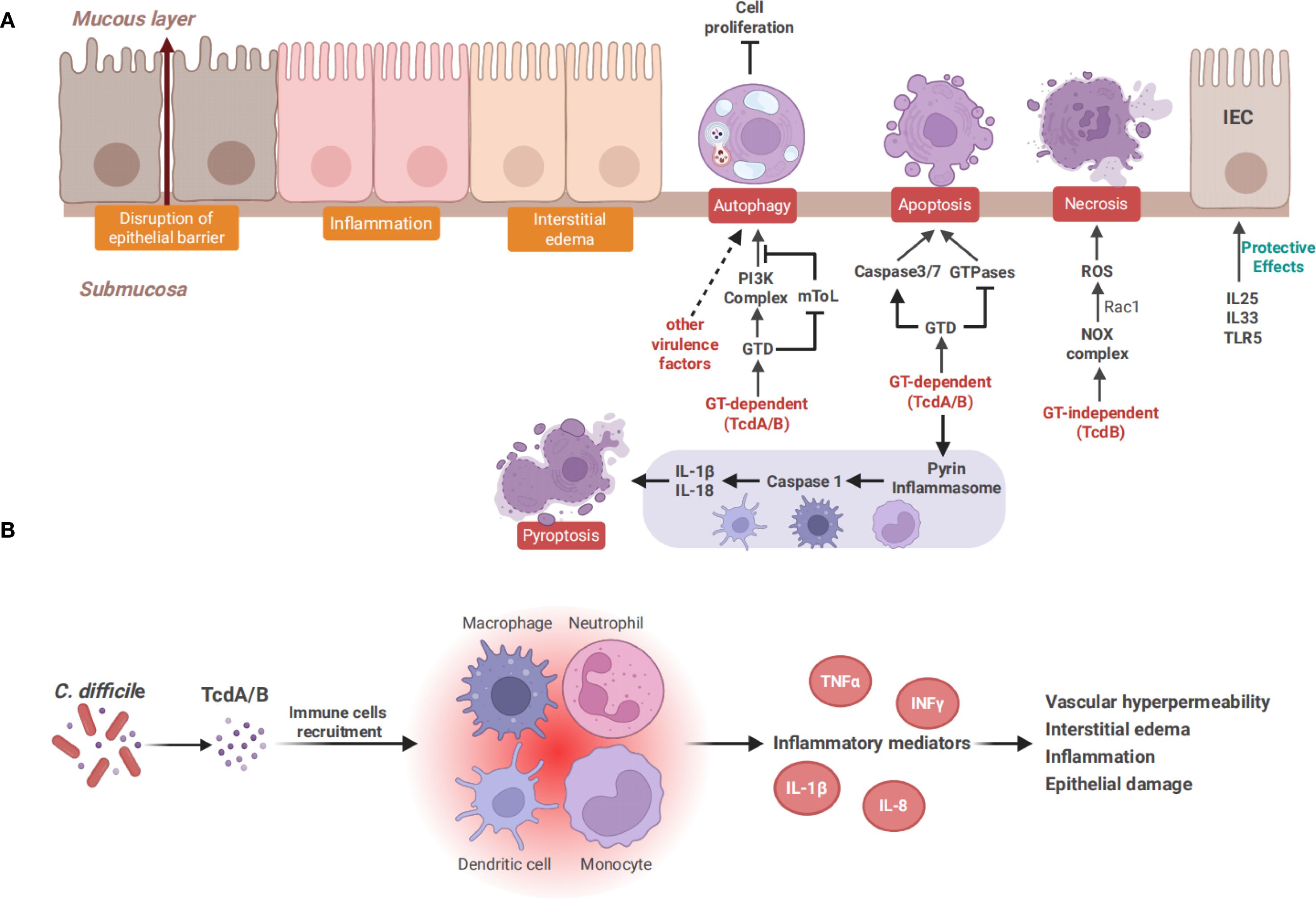 Diagram illustrating the process of Clostridioides difficile infection and its effects on intestinal epithelial cells (IEC) and immune response. Part A shows the disruption of the epithelial barrier, leading to inflammation, edema, autophagy, apoptosis, and necrosis. Various pathways and factors, including TcdA/B toxins, are involved. Part B depicts the recruitment of immune cells, such as macrophages, neutrophils, dendritic cells, and monocytes, by toxins, leading to the release of inflammatory mediators like TNF-alpha and IL-8, causing vascular hyperpermeability and epithelial damage.