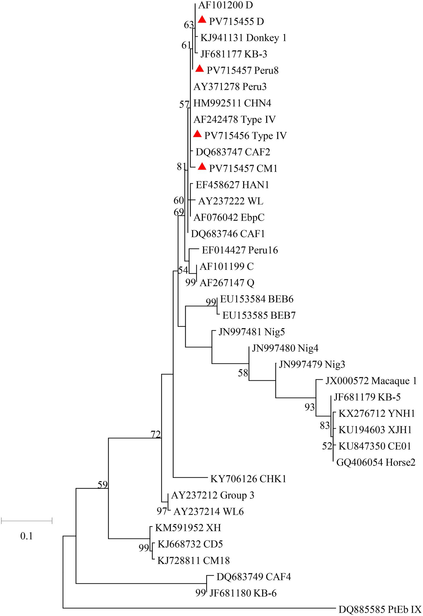 Phylogenetic tree showing evolutionary relationships among various strains or sequences. The tree includes branch labels with identifiers, some marked by red triangles, indicating specific clusters or highlights. Bootstrap values are shown at branch points, indicating statistical support. A scale bar at the bottom left represents genetic distance.