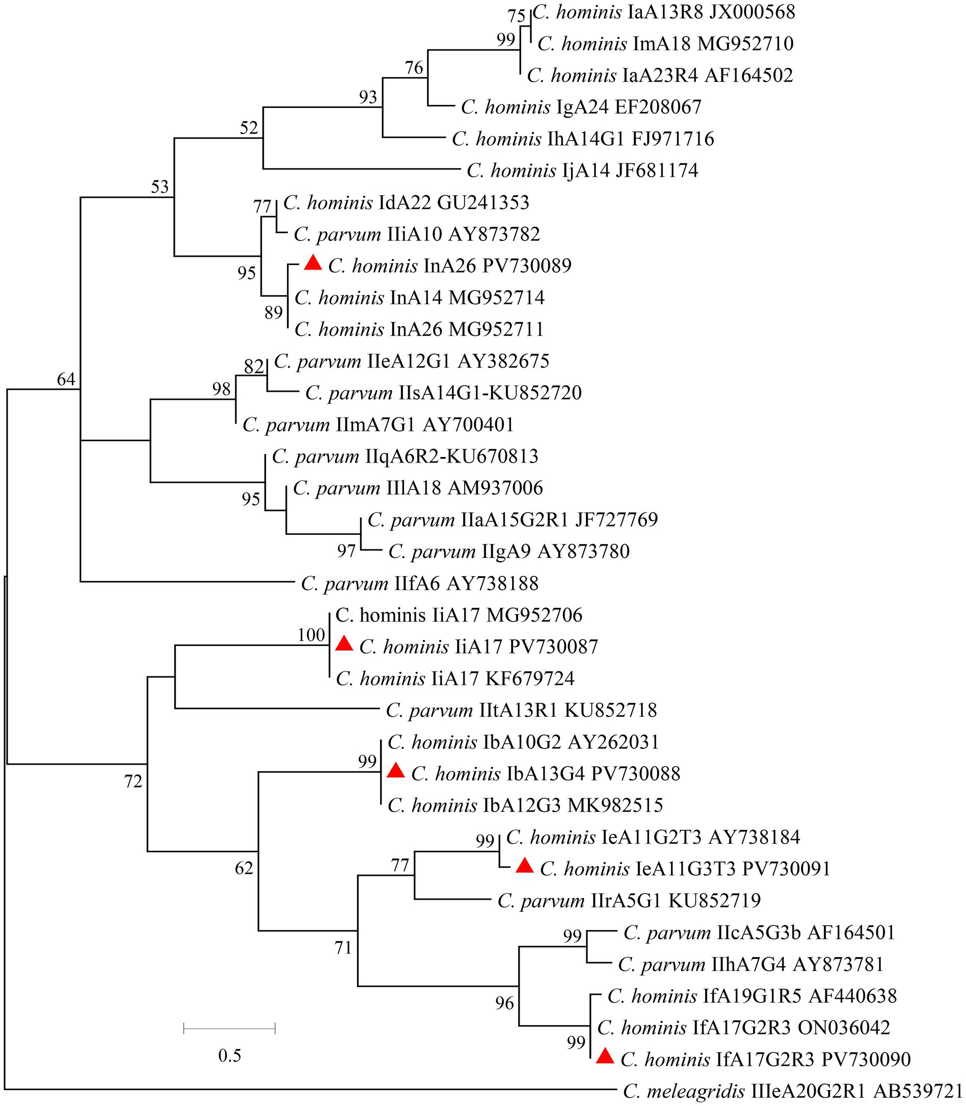 Phylogenetic tree showing relationships between different strains of Cryptosporidium species. Various branches include C. hominis and C. parvum with sequence identifiers. Red triangles highlight specific C. hominis strains. Bootstrap values indicate branch support. Scale bar represents genetic distance.
