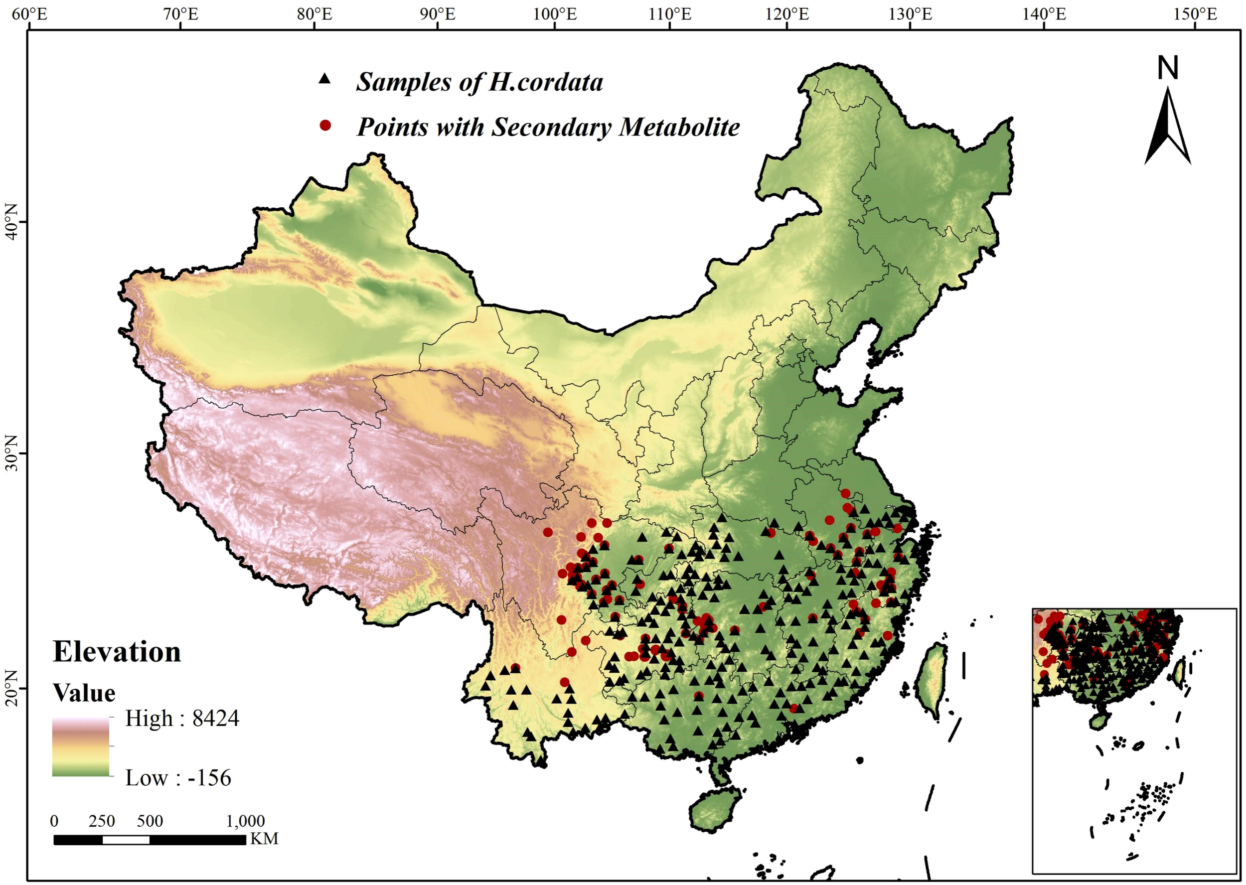 Map of China showing elevation and distribution of H. cordata samples (black triangles) and points with secondary metabolites (red circles). Elevation ranges from low (-156 meters) to high (8424 meters). An inset displays additional details for a specific region.