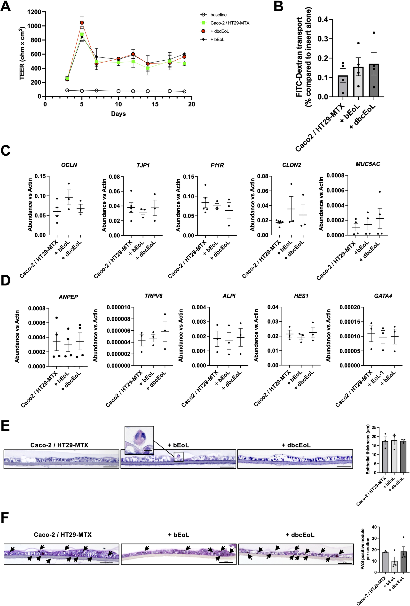 Graphical and data visualization image comprising several panels. Panel A: Line graph showing TEER (transepithelial electrical resistance) over 20 days for baseline, Caco-2/HT29-MTX, dbeEoL, and bEoL treatments. Panel B: Bar graph illustrating FITC-Dextran transport percentages in different conditions. Panels C and D: Dot plots displaying abundance of various genes such as OCLN, TJP1, CLDN2, MUC5AC, ANPEP, TRPV6, ALPI, HES1, and GATA4 compared to actin across treatment groups. Panel E: Microscopy images showing epithelial thickness, with a bar graph comparing treatments. Panel F: Microscopy images with arrow annotations indicating areas of interest, along with a bar graph of PAS-positive mucin ratios.