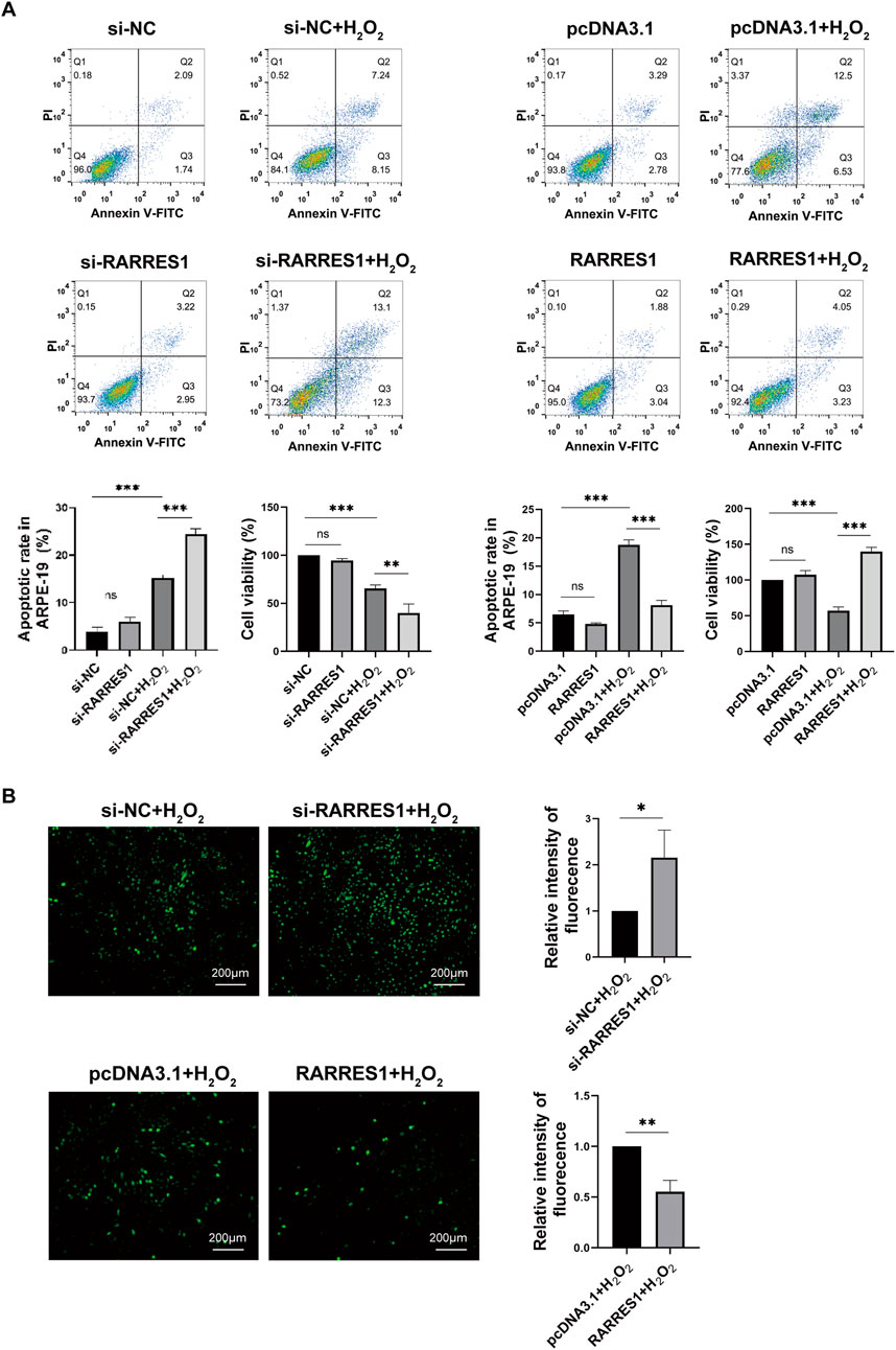 Flow cytometry graphs and bar charts in panel A show apoptotic rates and cell viability across different conditions including si-NC, si-NC with hydrogen peroxide, pcDNA3.1, and RARRES1 treatments. Panel B displays fluorescence microscopy images illustrating relative intensity differences in fluorescence for si-NC with hydrogen peroxide, si-RARRES1 with hydrogen peroxide, pcDNA3.1 with hydrogen peroxide, and RARRES1 with hydrogen peroxide. Bar graphs accompany each image set, quantifying these observations. Statistical significance is marked with asterisks.