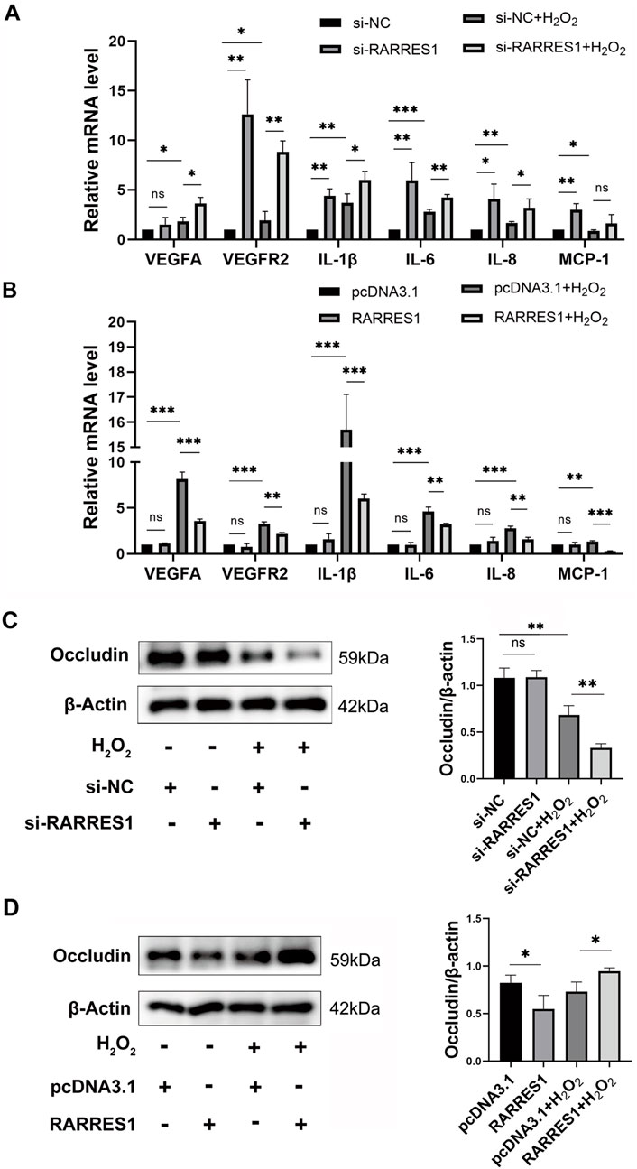 Bar charts and western blot images illustrate the effects of various treatments on mRNA and protein levels. Sections A and B show relative mRNA levels of VEGFA, VEGFR2, IL-1β, IL-6, IL-8, and MCP-1, with significant differences indicated by asterisks. Sections C and D display western blots of occludin and β-actin, with corresponding bar graphs quantifying occludin/β-actin ratios under different conditions, highlighting significant changes.