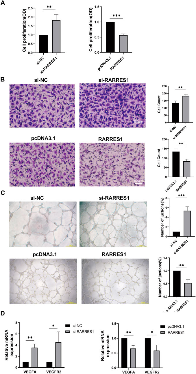 Panel A shows bar graphs indicating increased cell proliferation with RARRES1 compared to controls, as denoted by