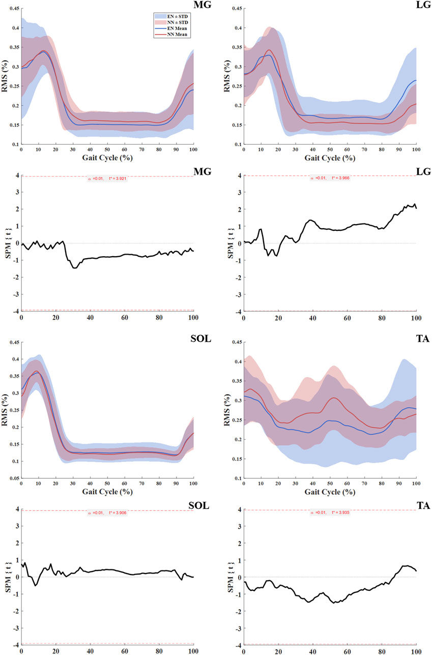 Graphs depict the root mean square (RMS) and statistical parametric mapping (SPM) during the gait cycle, comparing EN and NN models for the muscles medial gastrocnemius (MG), lateral gastrocnemius (LG), soleus (SOL), and tibialis anterior (TA). RMS graphs show mean values with standard deviation. SPM graphs display t-values, indicating statistical differences across the gait cycle.
