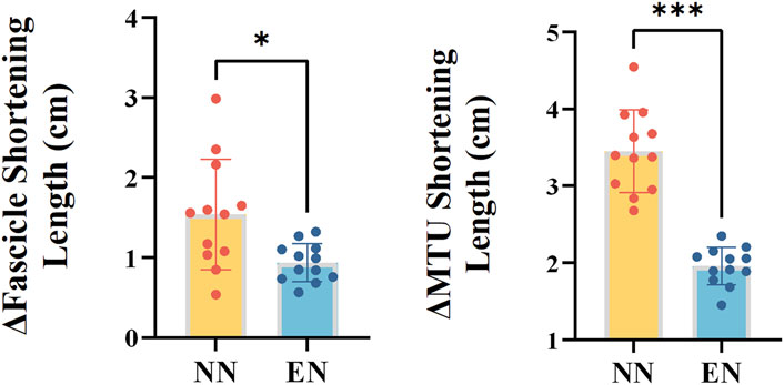 Bar graphs comparing fascicle shortening length and musculotendinous unit (MTU) shortening length in two groups, NN (yellow) and EN (blue). Fascicle shortening shows a significant difference marked by an asterisk, with NN having a higher mean. MTU shortening also shows a significant difference marked by three asterisks, with NN having a greater mean. Error bars represent standard deviations.