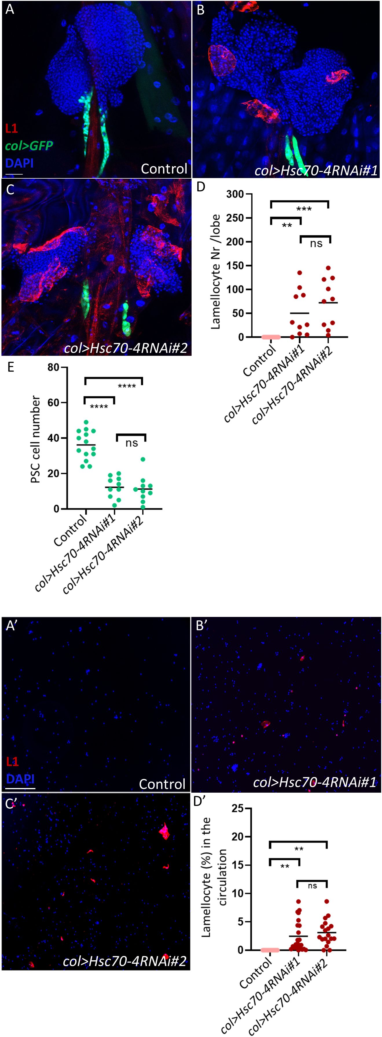 Confocal microscopy images of lymph gland samples labeled with the lamellocyte-specific antibody L1 (red), hematopoietic niche-specific GFP (green), and the nuclear marker DAPI (blue) compare control and Hsc70-4 RNAi treatments. Panels A–C show control and Hsc70-4-silenced phenotypes. Graph D displays lamellocyte numbers per lobe, while Graph E presents PSC cell counts. Panels A′–C′ illustrate circulating lamellocytes, with graph D′ showing the corresponding quantitative data. Statistical significance is indicated as follows: **p < 0.01, ***p < 0.001, ****p < 0.0001; ns, not significant.