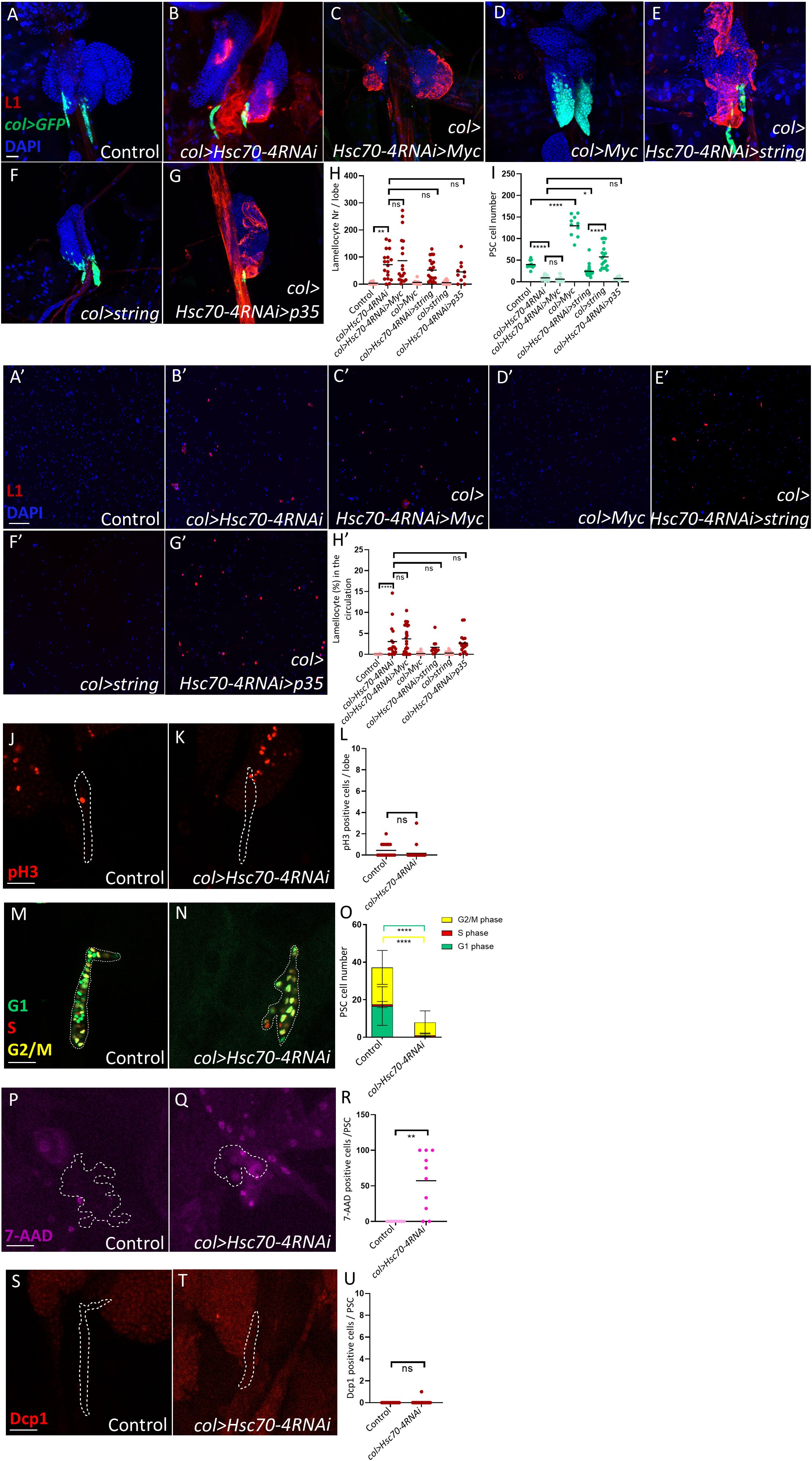 Fluorescence microscopy images showing various genetic conditions in experimental setups, labeled A to T. Each panel displays ymph gland or circulating hemocytes stained with specific markers such as GFP, L1, pH3, or Dcp1. Graphs (H, H’, I, L, O, R, U) present or expressing quantitative data, including cell counts and phase distributions, with statistical annotations indicating significance (ns, *) cell-cycle. Panels compare controls to various Hsc70-4RNAi manipulations, focusing on cellular activities like division and apoptosis. Differences in fluorescence intensity and cell morphology illustrate the effects of genetic alterations.