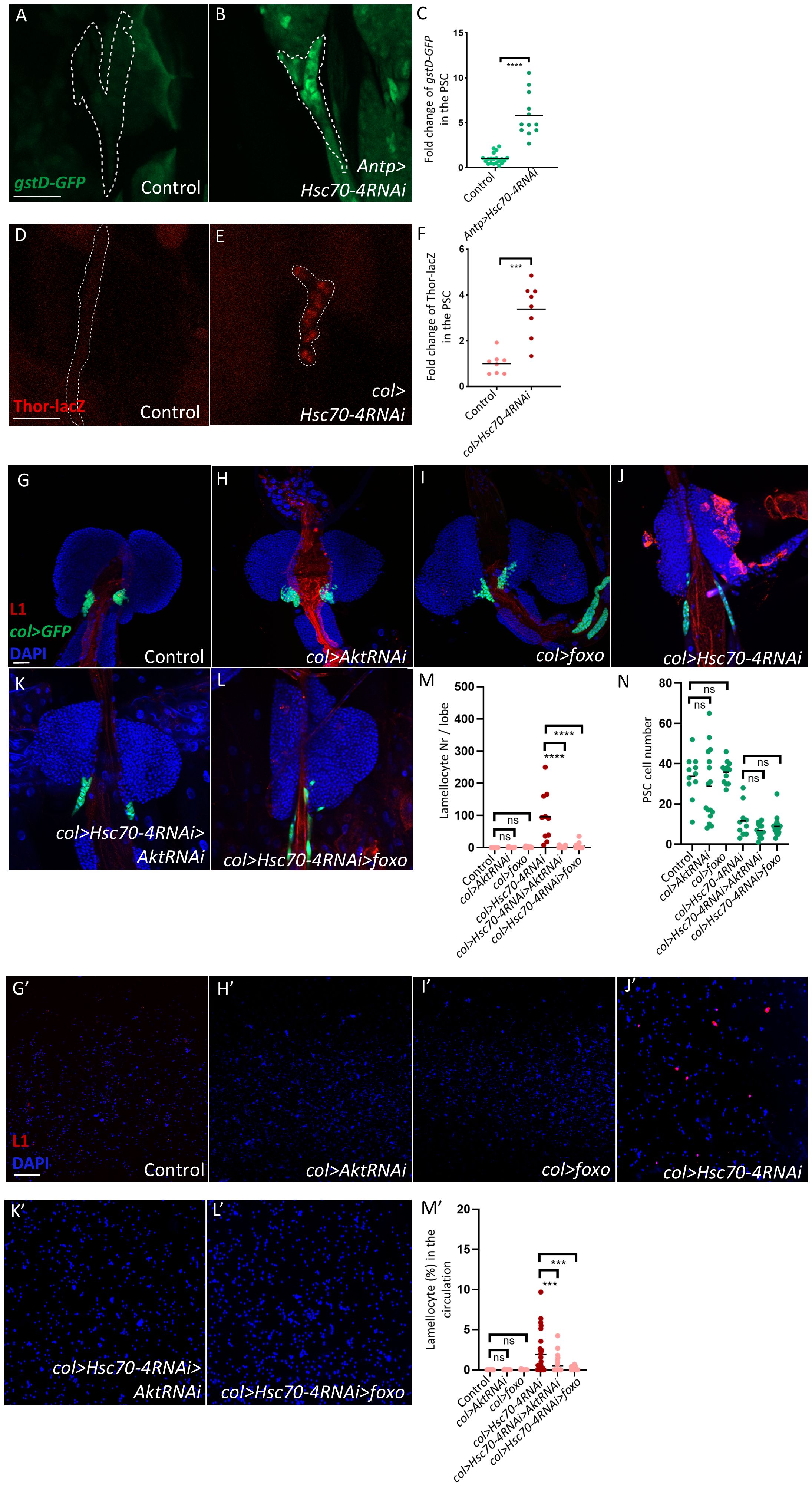 Fluorescent microscopy images and graphs illustrate gene expression and cell counting in different experimental setups. Panels A and B show gstDGFP expression in control and in Antp>Hsc70-4RNAi, with corresponding quantification in panel C. Panels D and E depict Thor-lacZ expression in control and col>Hsc70-4RNAi, quantified in panel F. Panels G to L display expression of different markers, including col>GFP and L1, under various RNAi conditions, with quantifications in panels M and N. Panels G' to L' show L1 and DAPI staining, with circulating lamellocyte quantification in panel M’. Graphs indicate statistical significance where noted.