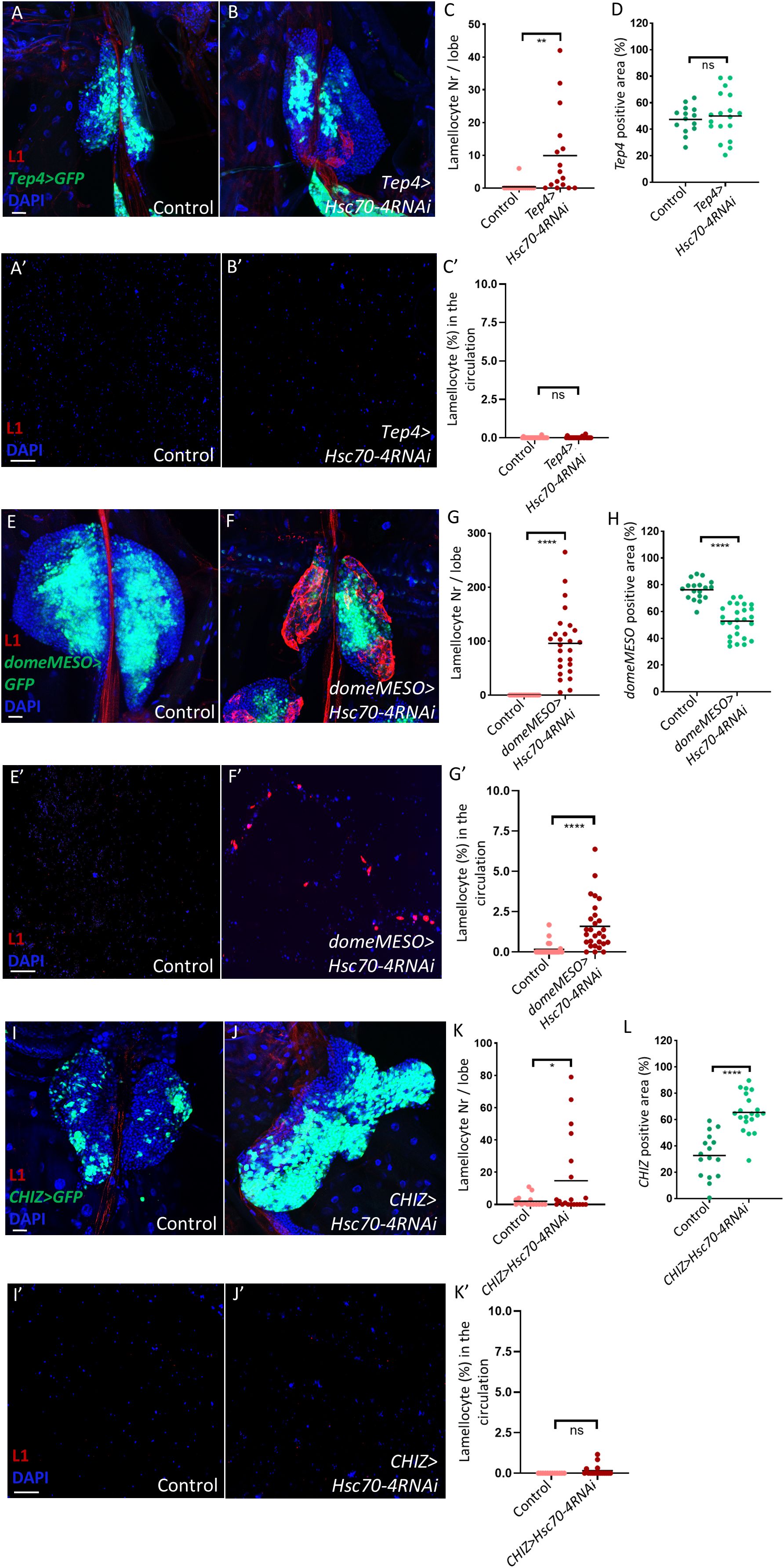 Microscopy panels show fluorescence images of lymph gland or circulating hemocytes after silencing Hsc70-4 in different progenitor subpopulations, highlighting differences in lamellocyte numbers and the size of the different progenitor subpopulations. Control and Hsc70-4RNAi treatments are compared in different conditions labeled Tep4>, domeMESO>, and CHIZ>. Graphs next to each set of images depict quantifications: lamellocyte number per lobe, percentage of lamellocytes in circulation, and positive area percentages for each progenitor subpopulation. Statistical significance is indicated with asterisks, where more asterisks denote higher significance, showing variations across treatments.