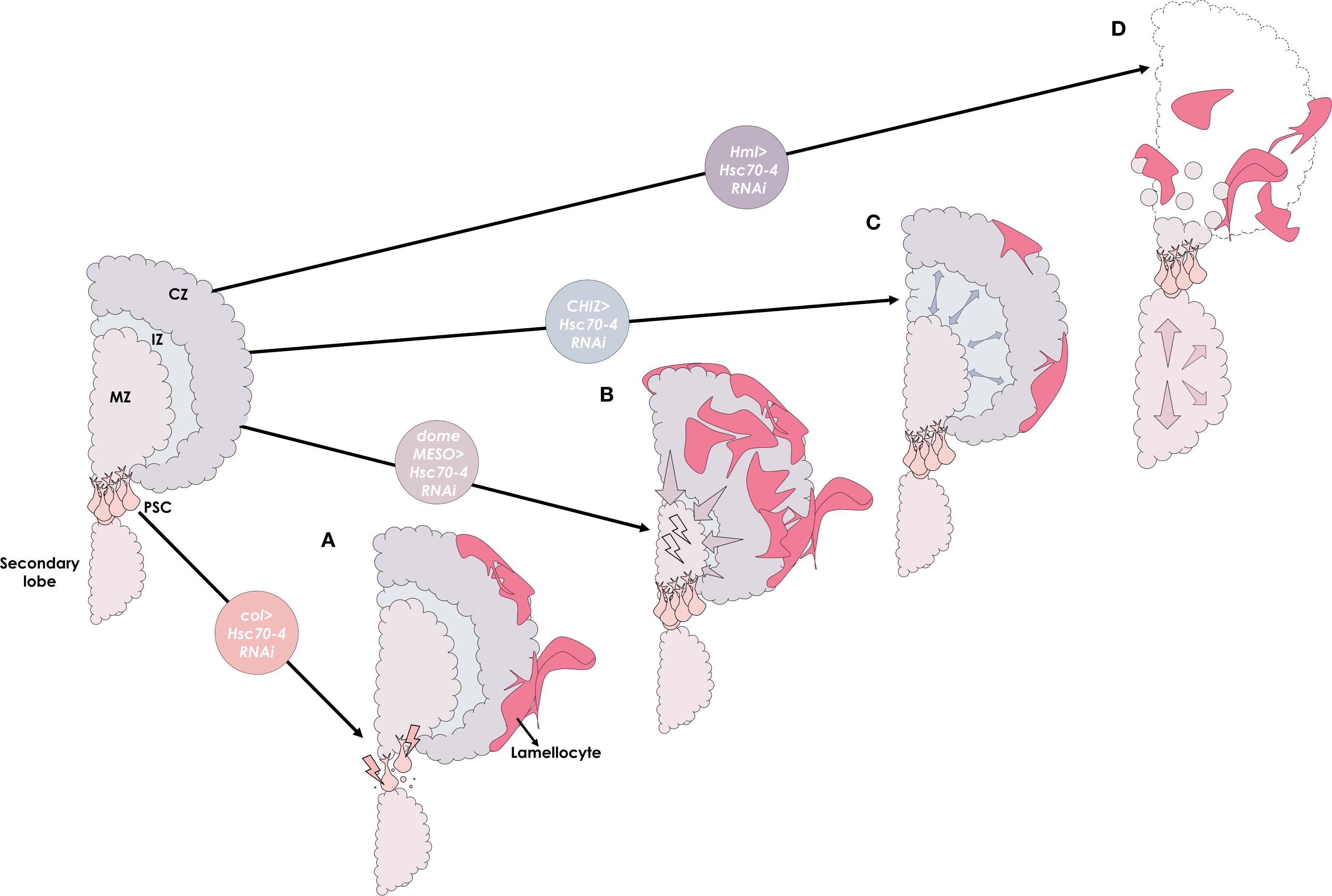 Diagram illustrating the effect of Hsc70-4 silencing in the different lymph gland zones—PSC, MZ, IZ, and CZ, labeled A, B, C, and D, respectively. Each zone is indicated by a different color, with colored circles denoting the four different genotypes.