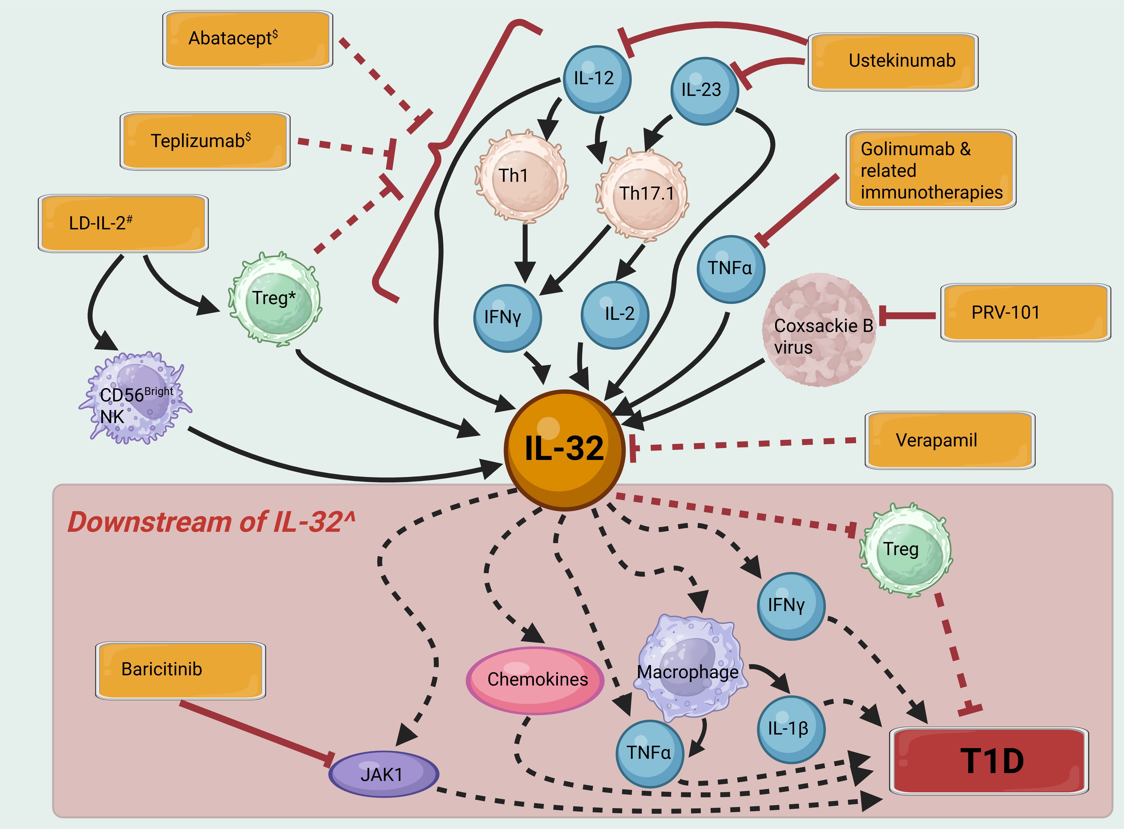 Network diagram illustrating IL-32's role in immune responses. IL-12, IL-23, Th1, Th17.1, and TNFalpha influence IL-32, impacting Treg, IFNgamma, and IL-2 pathways. Drugs include Abatacept, Teplizumab, Ustekinumab, Golimumab, Verapamil, Baricitinib, and PRV-101. Coxsackie B virus and CD56+ Bright NK cells also modulate IL-32 responses. Downstream effects of IL-32 include impacts on JAK1, chemokines, macrophages, IL-1beta, and TNFalpha, which can modulate susceptibility to T1D.