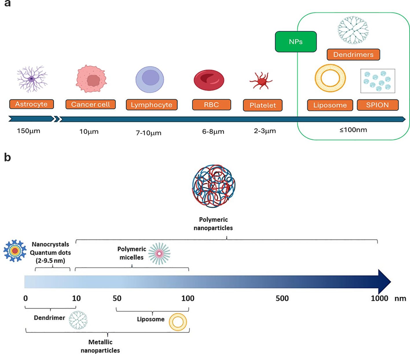 Diagram comparing biological cells and nanoparticles by size. Panel (a) shows cells: astrocyte (150 µm), cancer cell (10 µm), lymphocyte (7-10 µm), RBC (6-8 µm), platelet (2-3 µm), and nanoparticles (≤100 nm) like dendrimers, liposomes, SPION. Panel (b) displays nanoparticle sizes from 2-1000 nm, including nanocrystals, quantum dots, polymeric micelles, dendrimers, liposomes, and metallic nanoparticles.