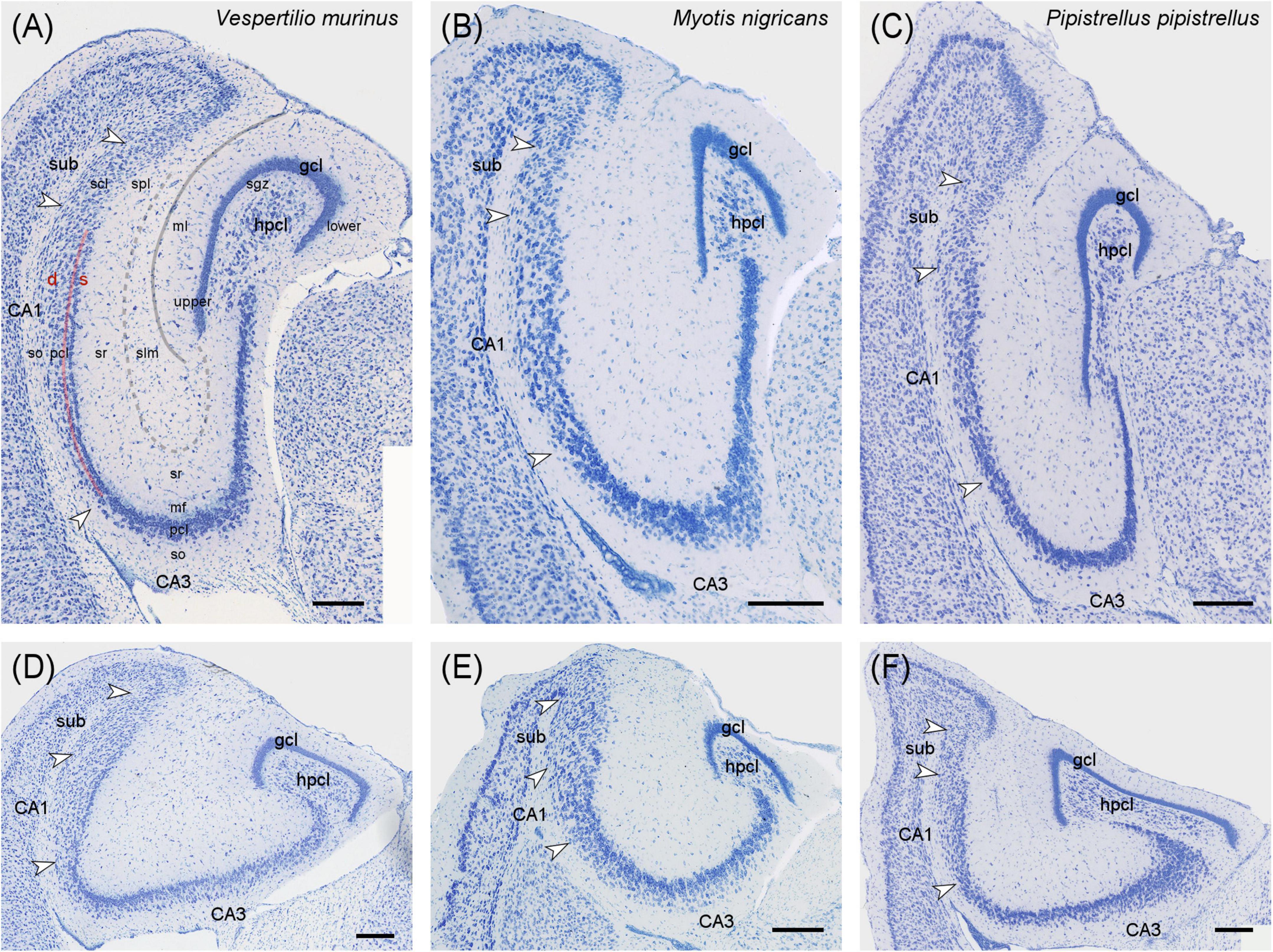 Histological images of brain sections from three bat species: Vespertilio murinus (A, D), Myotis nigricans (B, E), and Pipistrellus pipistrellus (C, F). Each section shows hippocampal regions with labels for areas such as CA1, CA3, subiculum (sub), and granule cell layer (gcl). Blue staining highlights cellular structures. Panels (A), (B), and (C) display detailed views, while panels (D), (E), and (F) showcase broader sections. Scale bars are present for reference.