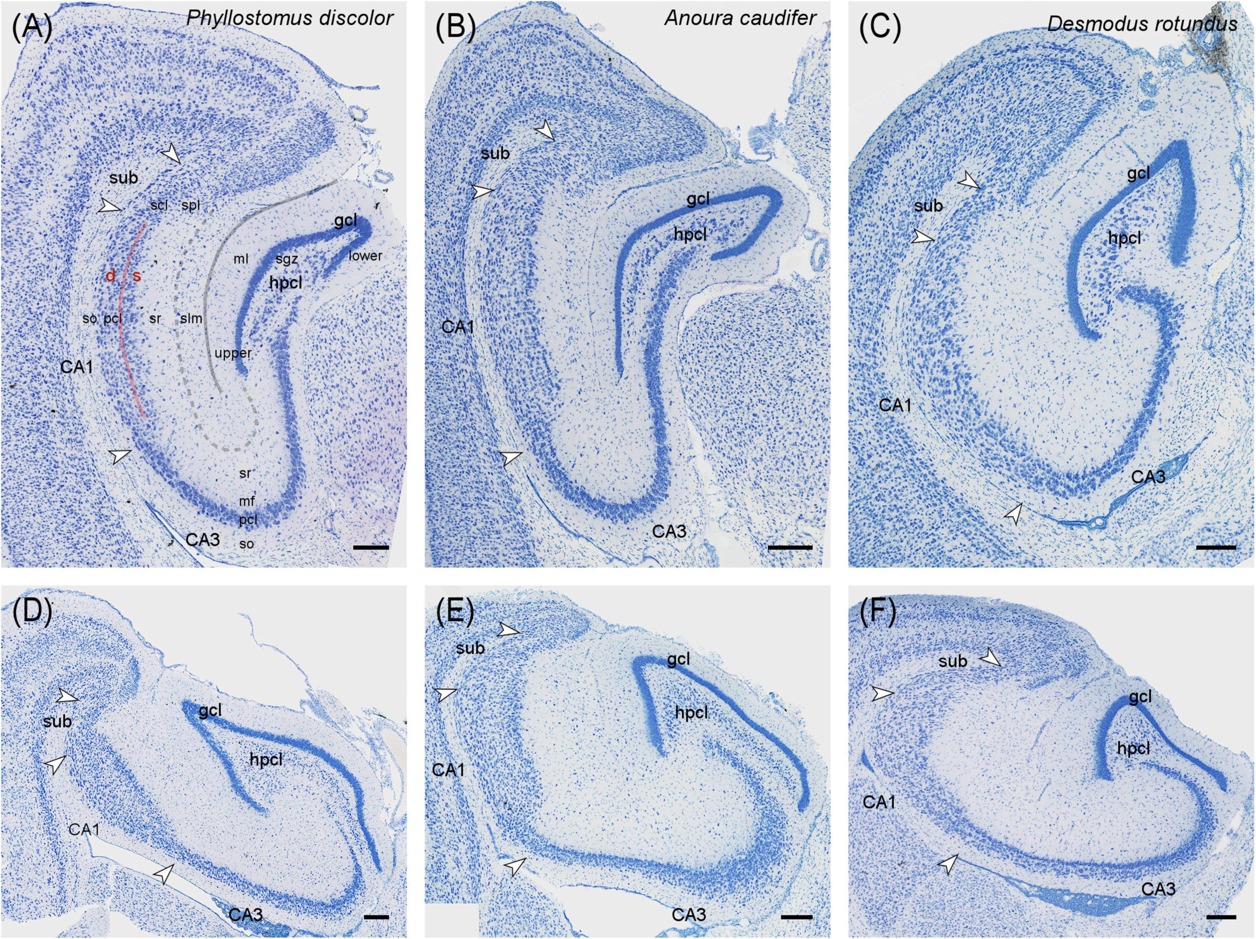 Histological images of the hippocampal region in three bat species: (A) *Phyllostomus discolor*, (B) *Anoura caudifer*, and (C) *Desmodus rotundus*. Panels D-F display different sections of the same hippocampus regions for further comparison. Key structures like gcl, hpcl, CA1, CA3, and subiculum are labeled consistently across images. Staining highlights architectural differences in cellular layers between species. Measurements indicated by black scale bars.