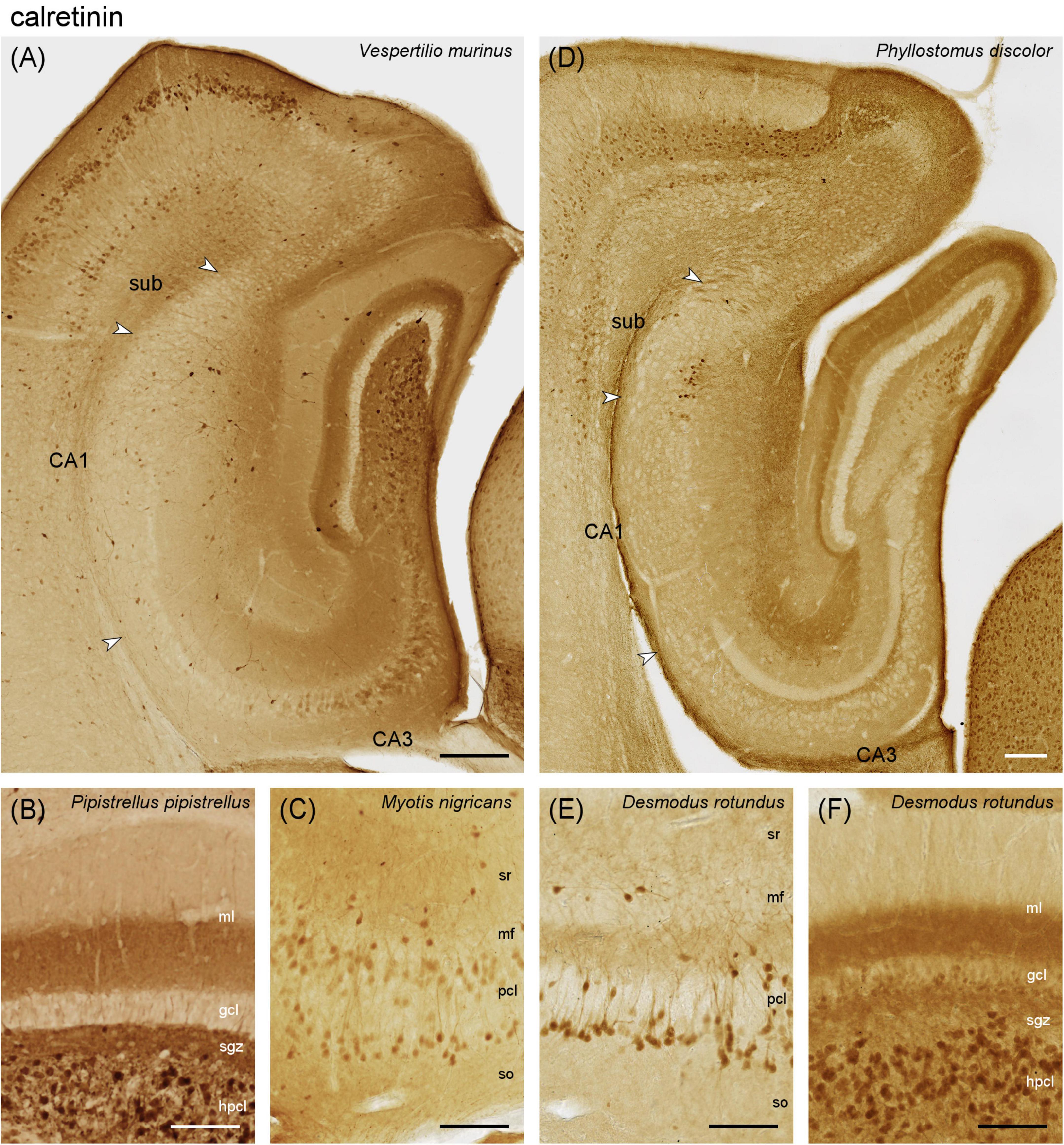 Histological sections compare calretinin expression in the hippocampus of different bats. Panels (A) and (D) show sections from *Vespertilio murinus* and *Phyllostomus discolor*, respectively, highlighting the CA1, CA3, and subiculum areas. Panels (B) and (E) depict detailed views of the hippocampal layers in *Pipistrellus pipistrellus* and *Desmodus rotundus*, respectively. Panels (C) and (F) offer closer views of cellular layers in *Myotis nigricans* and *Desmodus rotundus*. Labels such as ml, gcl, and so indicate specific hippocampal layers. Scale bars are included.