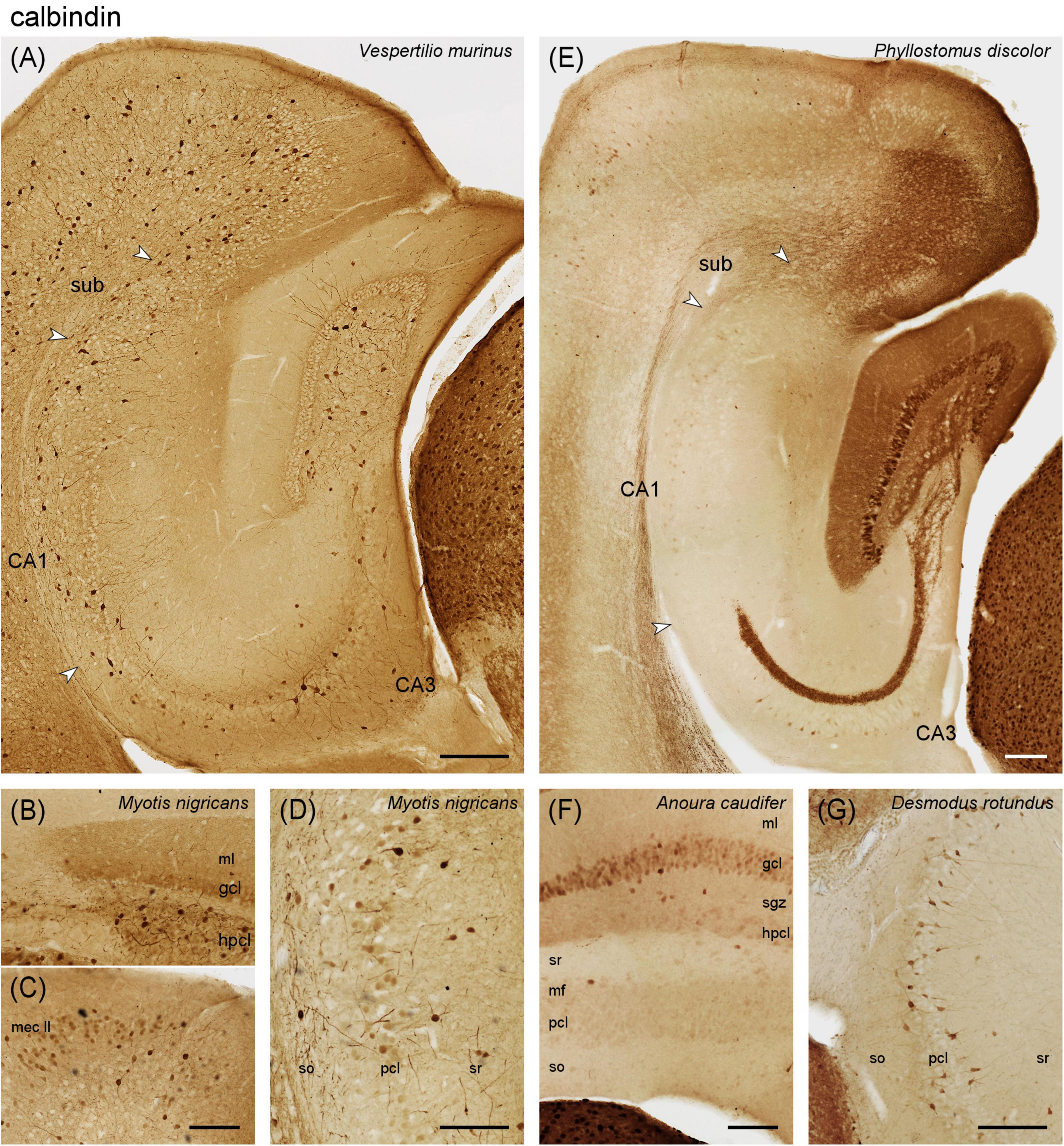 Histological images of bat brain sections stained for calbindin. Panel (A) shows a section from *Vespertilio murinus* highlighting subiculum (sub), CA1, and CA3 regions. Panel (E) shows a section from *Phyllostomus discolor* with similar regions labeled. Panels (B), (C), and (D) show sections from *Myotis nigricans*, highlighting different cellular layers and regions such as the molecular layer (ml), granule cell layer (gcl), and stratum radiatum (sr). Panel (F) from *Anoura caudifer* and panel (G) from *Desmodus rotundus* also highlight various brain regions and cell layers. Scale bars are present.