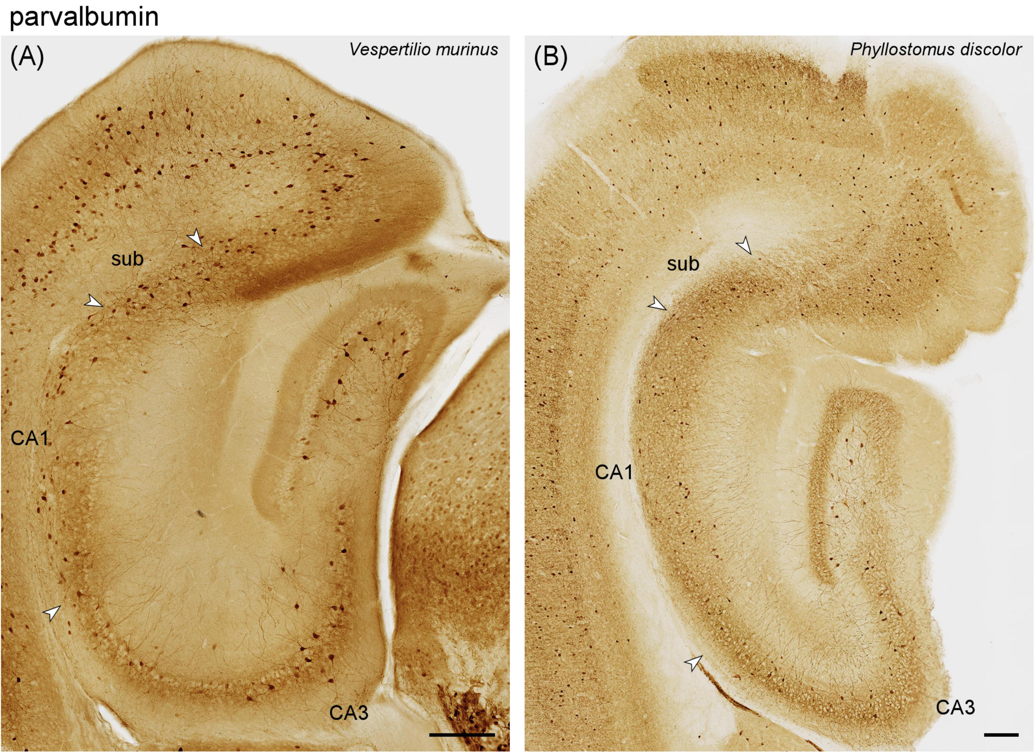 Histological sections of brain tissue from two bat species, *Vespertilio murinus* (A) and *Phyllostomus discolor* (B), show parvalbumin-staining. Labeled regions include CA1, CA3, and subiculum (sub), with stained cells marked by small dots. Arrowheads highlight specific areas.