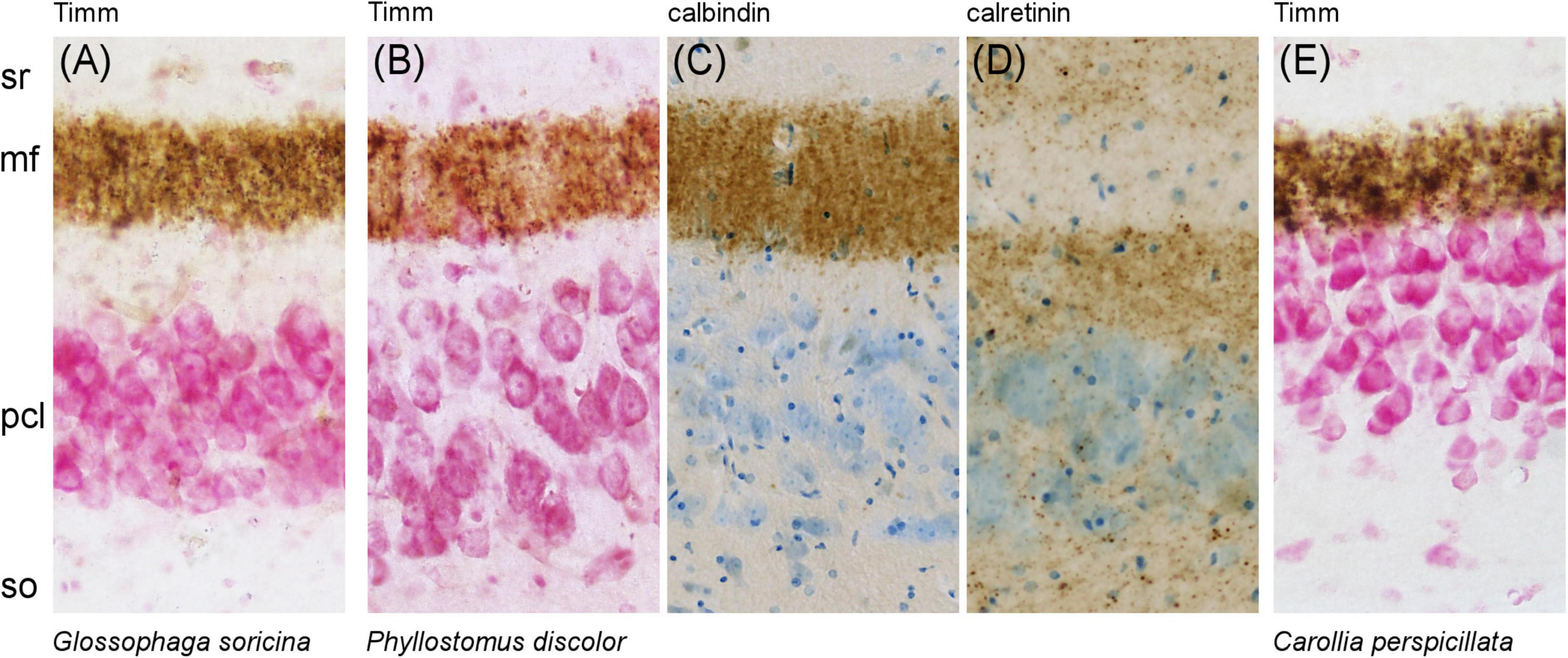 Five microscopic images labeled A to E show brain tissue sections of different bat species. Images A, B, and E use Timm staining; A and E depict Glossophaga soricina and Carollia perspicillata with brown and pink hues, respectively. Image B shows Phyllostomus discolor, also with Timm staining. Images C and D use calbindin and calretinin staining, with blue and brown tones, illustrating neural structure differences. The sections are labeled with sr, mf, pcl, and so indicating specific regions.