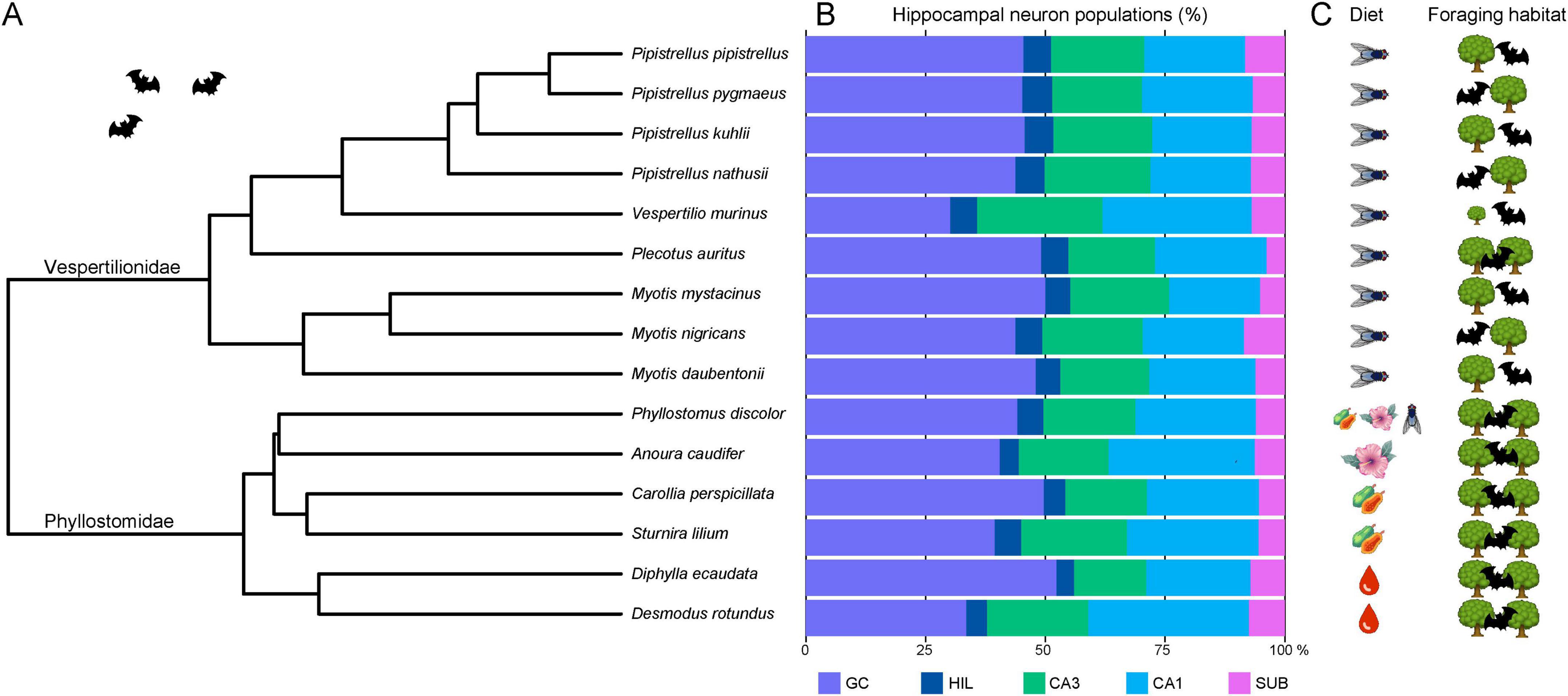 A phylogenetic tree of Vespertilionidae and Phyllostomidae bats is shown in section A. Section B consists of bar graphs illustrating percentages of hippocampal neuron populations (GC, HIL, CA3, CA1, SUB) in different bat species. In section C, icons represent the diet (insects, flowers, fruit, blood) and foraging habitats (trees, caves) of each species.