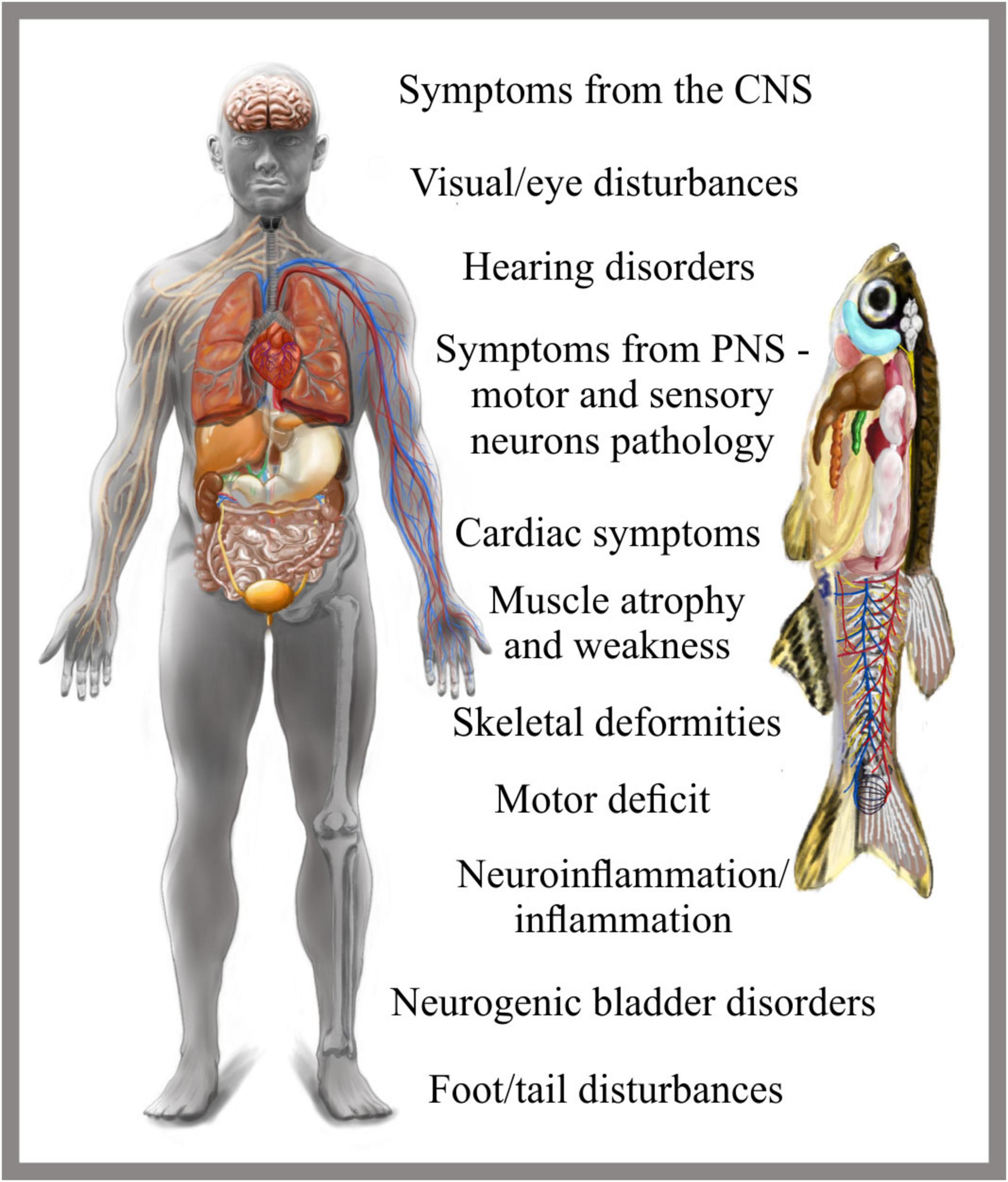 Human and fish anatomical diagrams with labels of various symptoms: central nervous system symptoms, visual/eye disturbances, hearing disorders, peripheral nervous system symptoms, cardiac symptoms, muscle atrophy, skeletal deformities, motor deficit, neuroinflammation, neurogenic bladder disorders, and foot/tail disturbances.