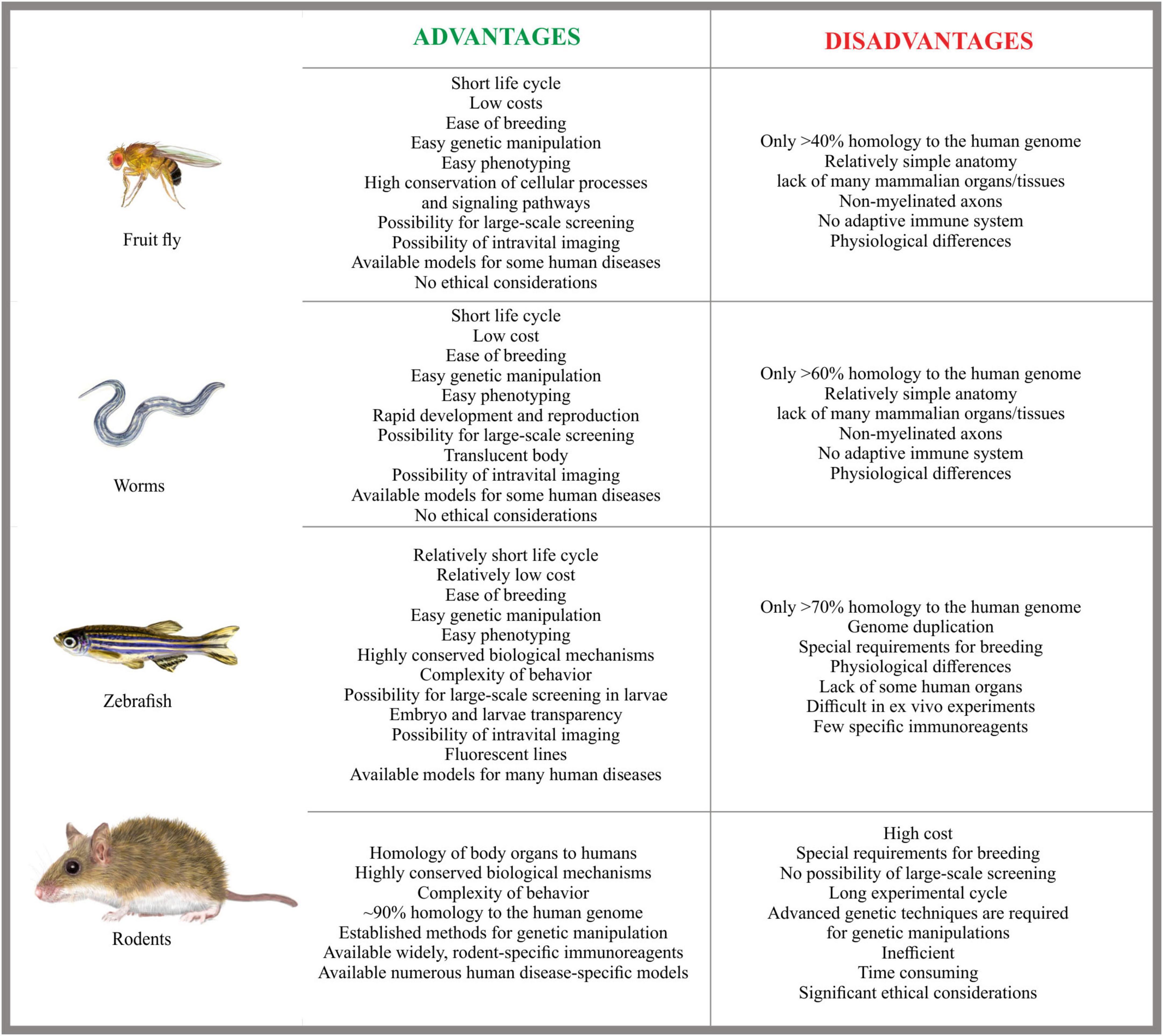 The chart compares advantages and disadvantages of fruit flies, worms, zebrafish, and rodents as model organisms. Advantages include short life cycles, ease of breeding, and genetic manipulation, with varying applications to human disease models. Disadvantages focus on genomic homology, physiological differences, and ethical considerations, noting lower homology for flies and worms, genome duplication in zebrafish, and high costs and ethical issues for rodents.