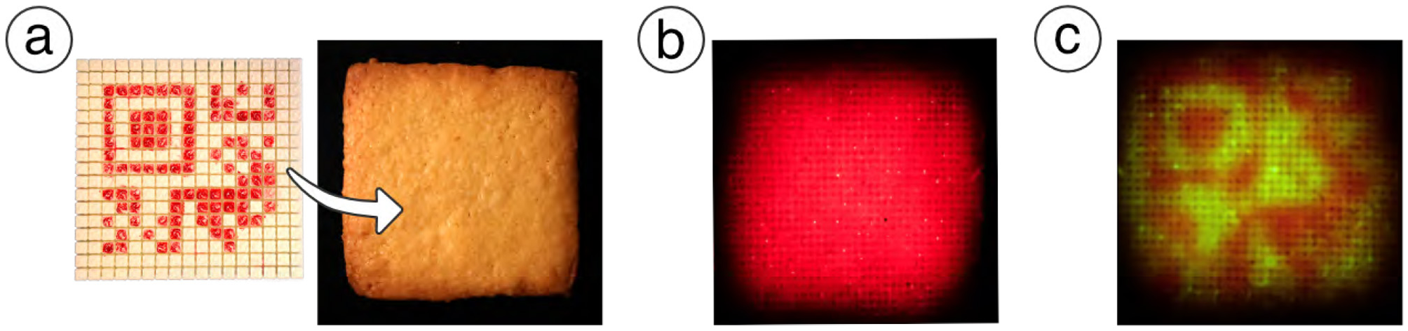 Three-panel image illustrating a QR code on a biscuit: (a) Grid showing QR code with arrow pointing to a plain biscuit; (b) biscuit illuminated with red light revealing QR code; (c) biscuit under green light displaying a different pattern.
