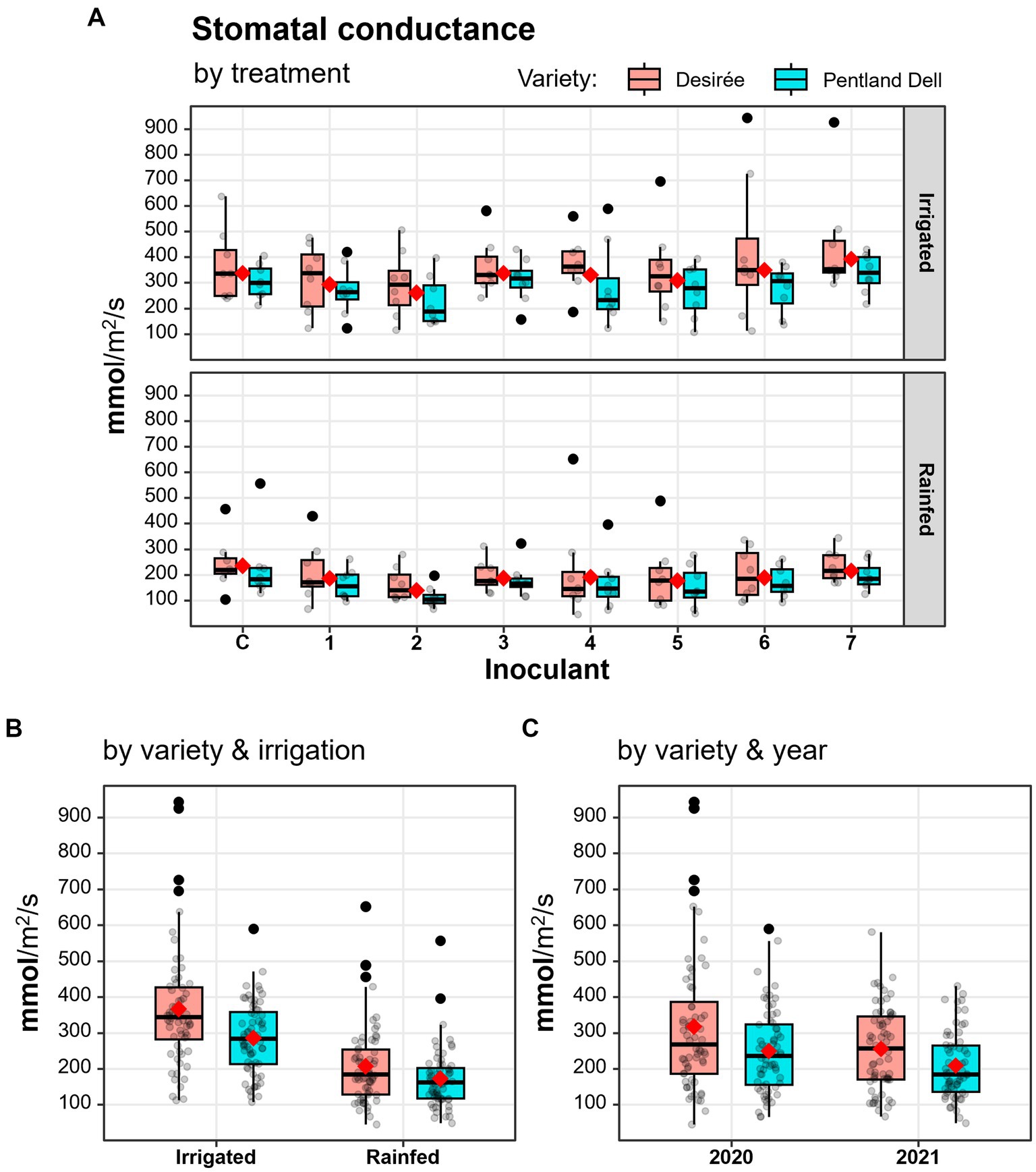 Box plots illustrating stomatal conductance in millimoles per square meter per second for two potato varieties under different conditions. Panel A shows conductance by treatment (irrigated vs. rainfed) and inoculant. Panel B compares conductance by variety and irrigation method. Panel C displays conductance by variety and year (2020 and 2021). Varieties are represented by colors: Desiree (red) and Pentland Dell (blue). Black dots indicate outliers.