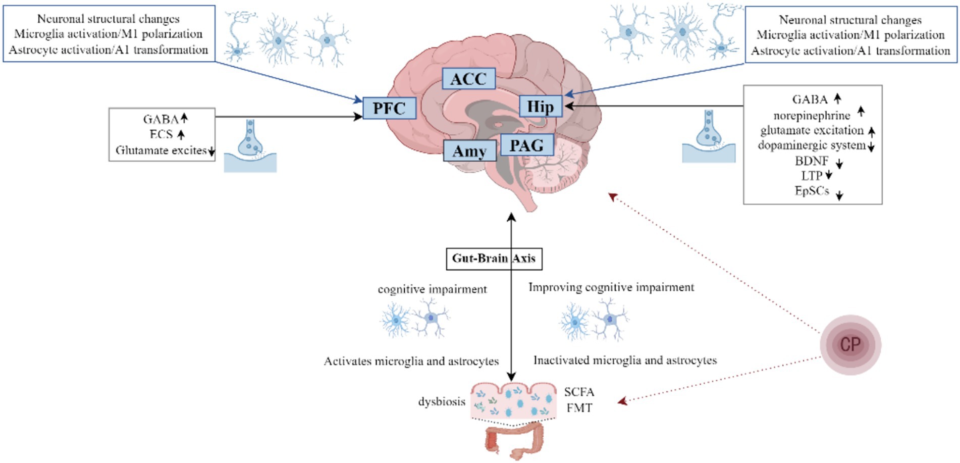 Diagram illustrating the gut-brain axis highlighting neuronal changes and microglia activation in regions like PFC, ACC, Hip, Amy, and PAG. It shows neurotransmitter changes, gut dysbiosis, cognitive impairment, and potential improvements via SCFA and FMT.