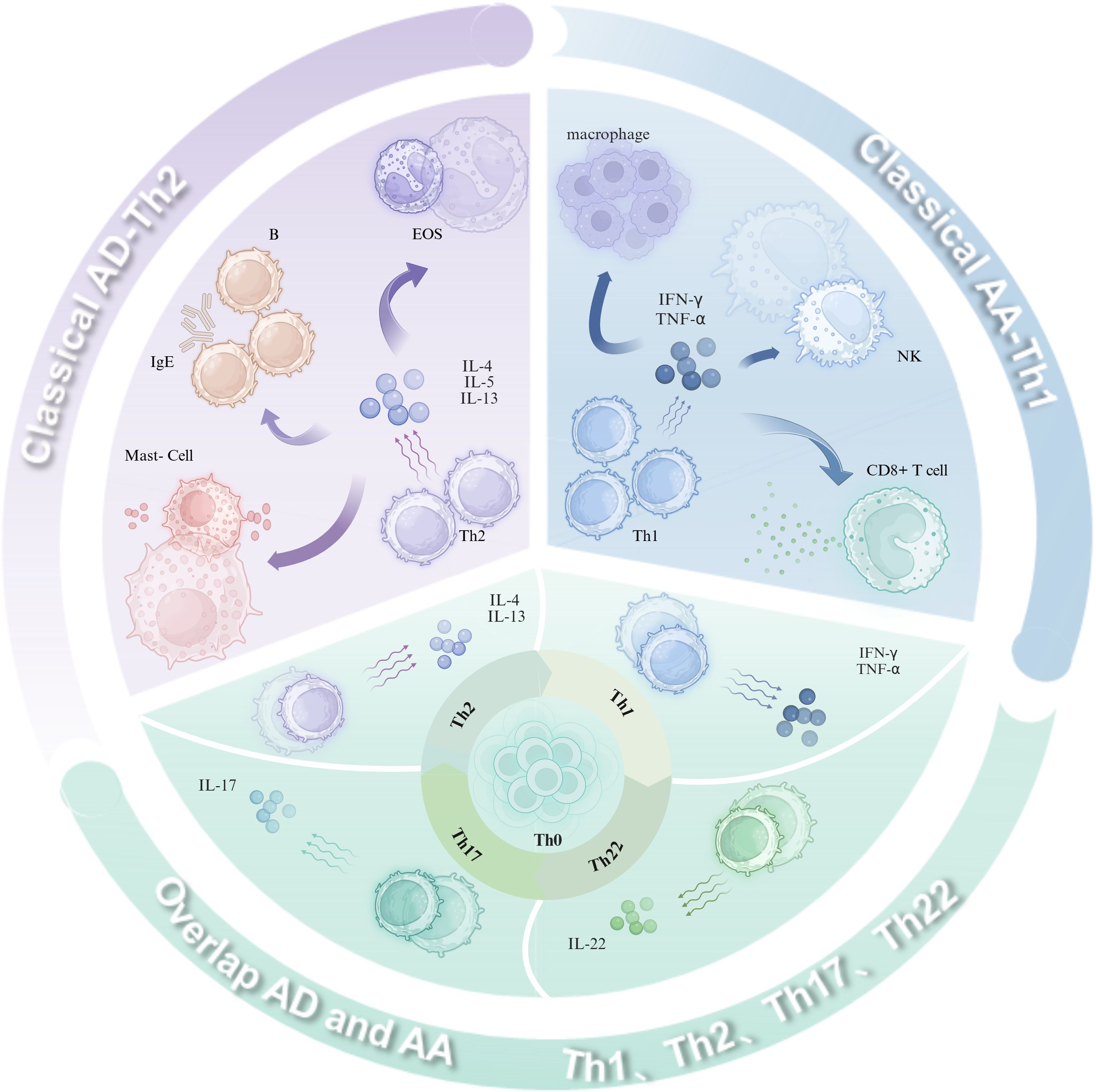Diagram depicting the interplay of immune cells and cytokines in atopic dermatitis (AD) and alopecia areata (AA). It is divided into sections showing classical AD-Th2 and AA-Th1 pathways, with overlapping Th1, Th2, Th17, and Th22 responses. Cells include B cells, eosinophils, mast cells, macrophages, NK cells, Th1, Th2, and CD8+ T cells. Cytokines like IL-4, IL-5, IL-13, IFN-γ, TNF-α, IL-17, and IL-22 are annotated. Central circle indicates Th0 cells. Arrows show interactions between immune components.