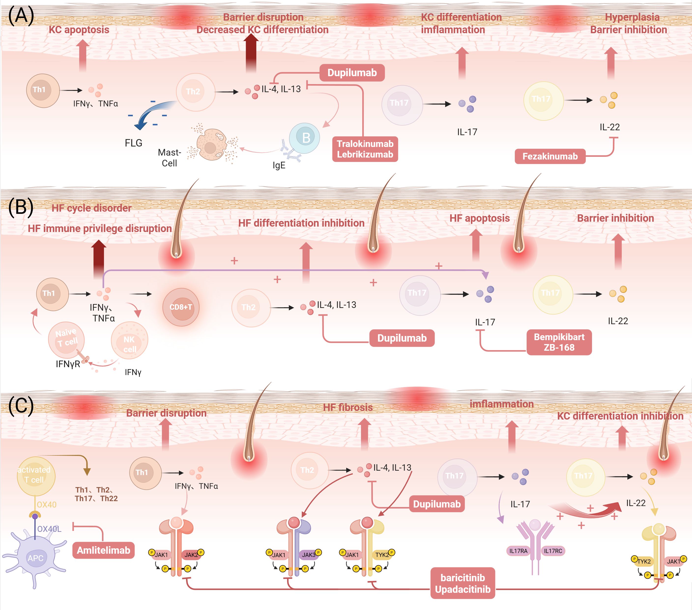 Diagram showing immune pathways and treatments related to skin and hair follicle conditions across three panels. (A) Details KC apoptosis and barrier disruption involving cytokines and treatments like Dupilumab. (B) Illustrates HF cycle disorders and immune disruptions with treatments like Bempikibart. (C) Describes HF fibrosis and inflammation, highlighting the roles of various cells and treatments like Baricitinib. Each panel includes arrows indicating direction of influence among immune cells and treatments.