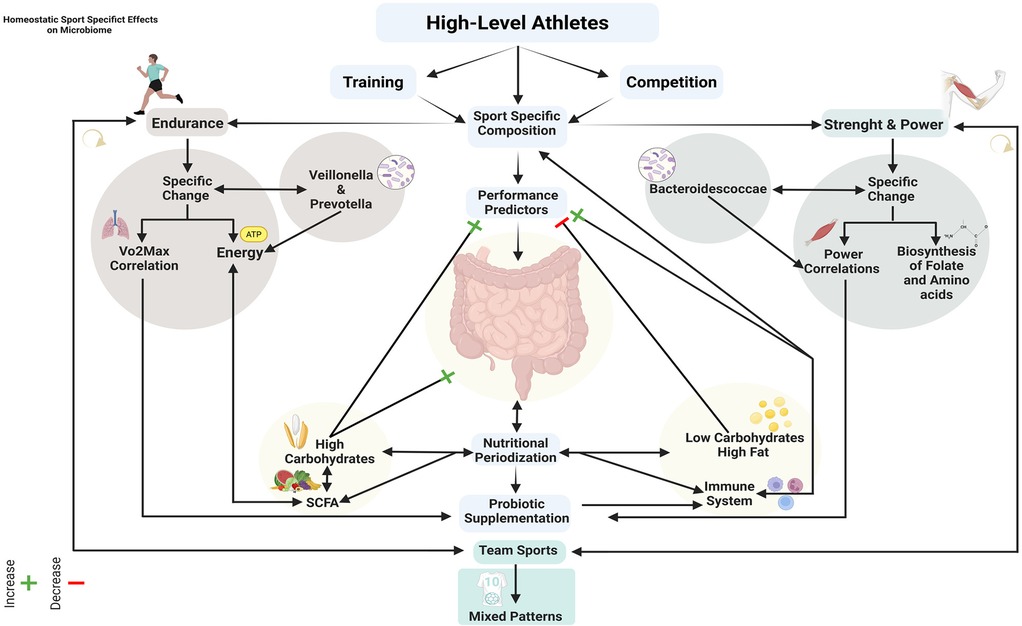 Chart showing sport-specific effects of training and competition on gut microbiome and athletic performance across different disciplines. Categories include endurance sports (associated with increased Veillonella), power sports (associated with increased Bacteroidescoccae), correlation and biomarkers, probiotic supplementation effects, and nutritional strategies. Details cover VO2max correlations, probiotic impacts on immune function and GI symptoms, and diet strategies including carbohydrate periodization and macronutrient distribution, highlighting benefits like increased energy, improved performance, grip strength, and microbiota stability.
