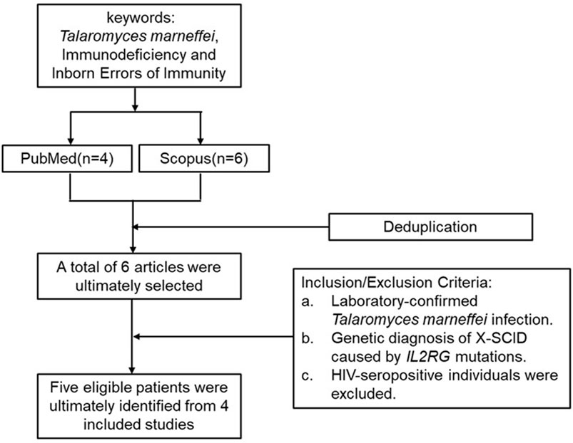 Flowchart depicting the search process for articles on cases of IL2RG mutation with T. marneffei infection. Keywords (Talaromyces marneffei, immunodeficiency, and inborn errors of immunity) led to four articles in PubMed and six in Scopus. After deduplication, six articles were selected. Five eligible patients were identified from four studies. Inclusion criteria included laboratory-confirmed Talaromyces marneffei infection, genetic diagnosis of X-SCID due to IL2RG mutations, and exclusion of HIV-seropositive individuals.