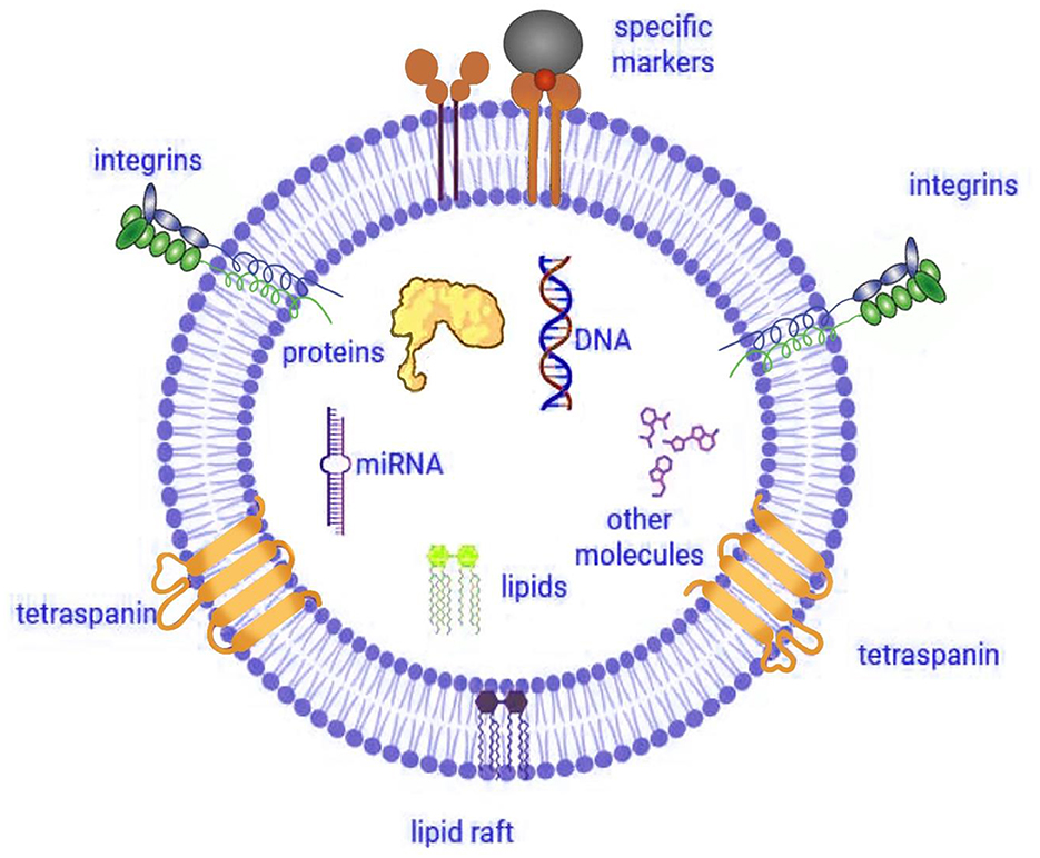Diagram of a cellular membrane with labeled components including integrins, tetraspanin, lipid raft, specific markers, proteins, DNA, miRNA, lipids, and other molecules. The membrane structure is depicted with a bilayer of molecules.