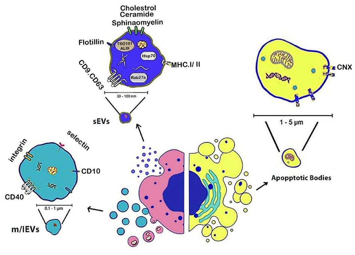 Diagram illustrating different types of extracellular vesicles and apoptotic bodies. It shows sEVs, which are 30-100 nm in size, and m/IEVs, which range from 0.1-1 μm, both originating from cell membranes. Apoptotic bodies, measuring 1-5 μm, contain cellular organelles like mitochondria and DNA fragments. Each type is labeled with proteins and lipids associated with them.