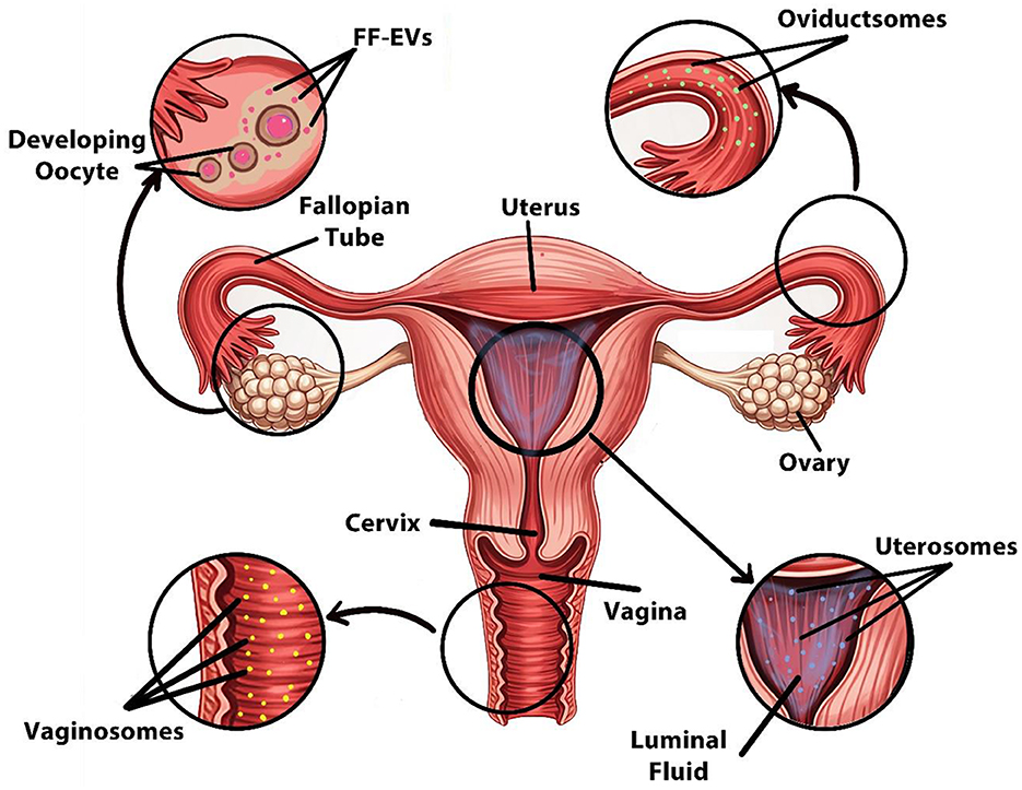 Illustration of the female reproductive system with labeled parts including the uterus, fallopian tubes, ovaries, cervix, and vagina. Insets highlight key elements: developing oocytes with follicular fluid extracellular vesicles (FF-EVs), oviductosomes, vaginosomes in the vagina, and uterosomes in the uterine luminal fluid.