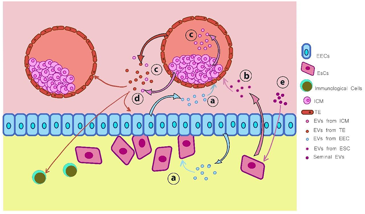 Illustration showing the interaction of extracellular vesicles (EVs) between cell types in embryonic development. EECs, EsCs, and immunological cells are represented with distinct shapes and colors. Arrows indicate transfer paths for EVs from ICM, TE, EEC, EsC, and seminal sources. The diagram highlights cellular communication and EV exchange crucial for developmental processes.