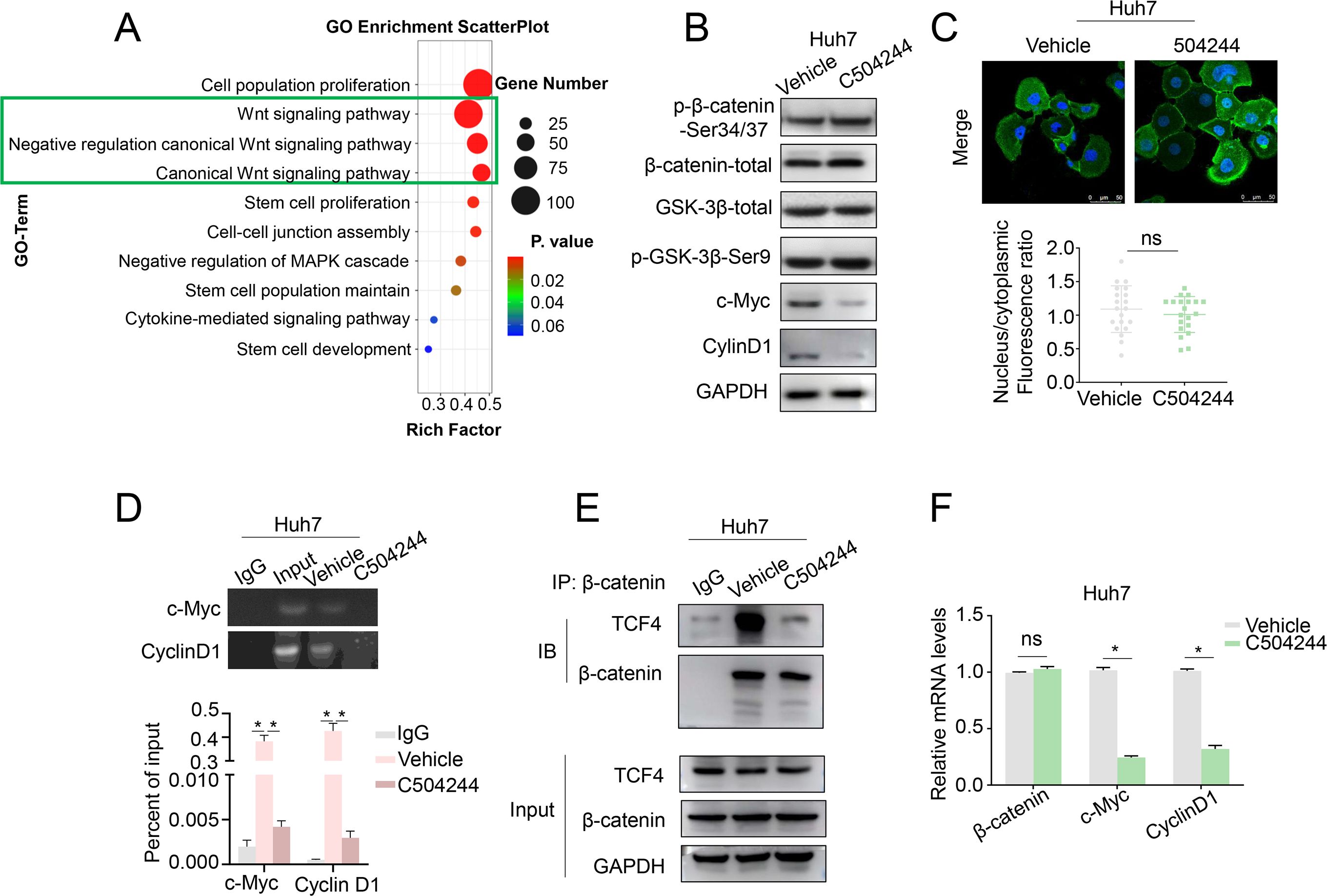 A composite image depicting various scientific panels related to cellular biology. Panel A: GO Enrichment Scatter Plot highlighting pathways associated with cell proliferation and signaling. Panel B: Western blot results showing protein levels in Huh7 cells treated with vehicle or C504244. Panel C: Immunofluorescence images and graph showing nucleus to cytoplasmic fluorescence ratio in Huh7 cells. Panel D: ChIP assay results with graphs for c-Myc and Cyclin D1 input percentage. Panel E: Co-Immunoprecipitation results showing β-catenin and TCF4 interaction. Panel F: Bar graph displaying relative mRNA levels of β-catenin, c-Myc, and Cyclin D1 in Huh7 cells.