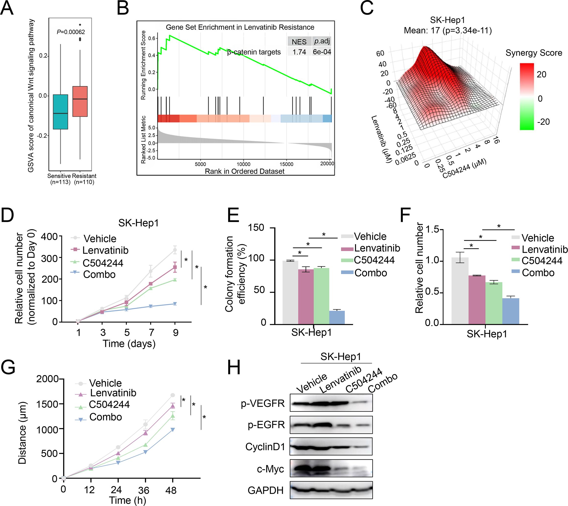 A multi-panel scientific figure depicting analysis and results of drug treatments on SK-Hep1 cells. A) Box plot showing GSVA scores of the Wnt signaling pathway, comparing sensitive and resistant groups with significant p-value. B) Gene set enrichment plot indicating β-catenin targets are enriched in lenvatinib resistance. C) Surface plot displaying synergy scores of Lenvatinib and C504244, with a color gradient showing synergy level. D-G) Line and bar graphs showing relative cell growth, colony formation efficiency, relative cell number, and migration distance among different treatments: Vehicle, Lenvatinib, C504244, and their combination. H) Western blot results indicating expression levels of p-VEGFR, p-EGFR, CyclinD1, c-Myc, and GAPDH across treatments.