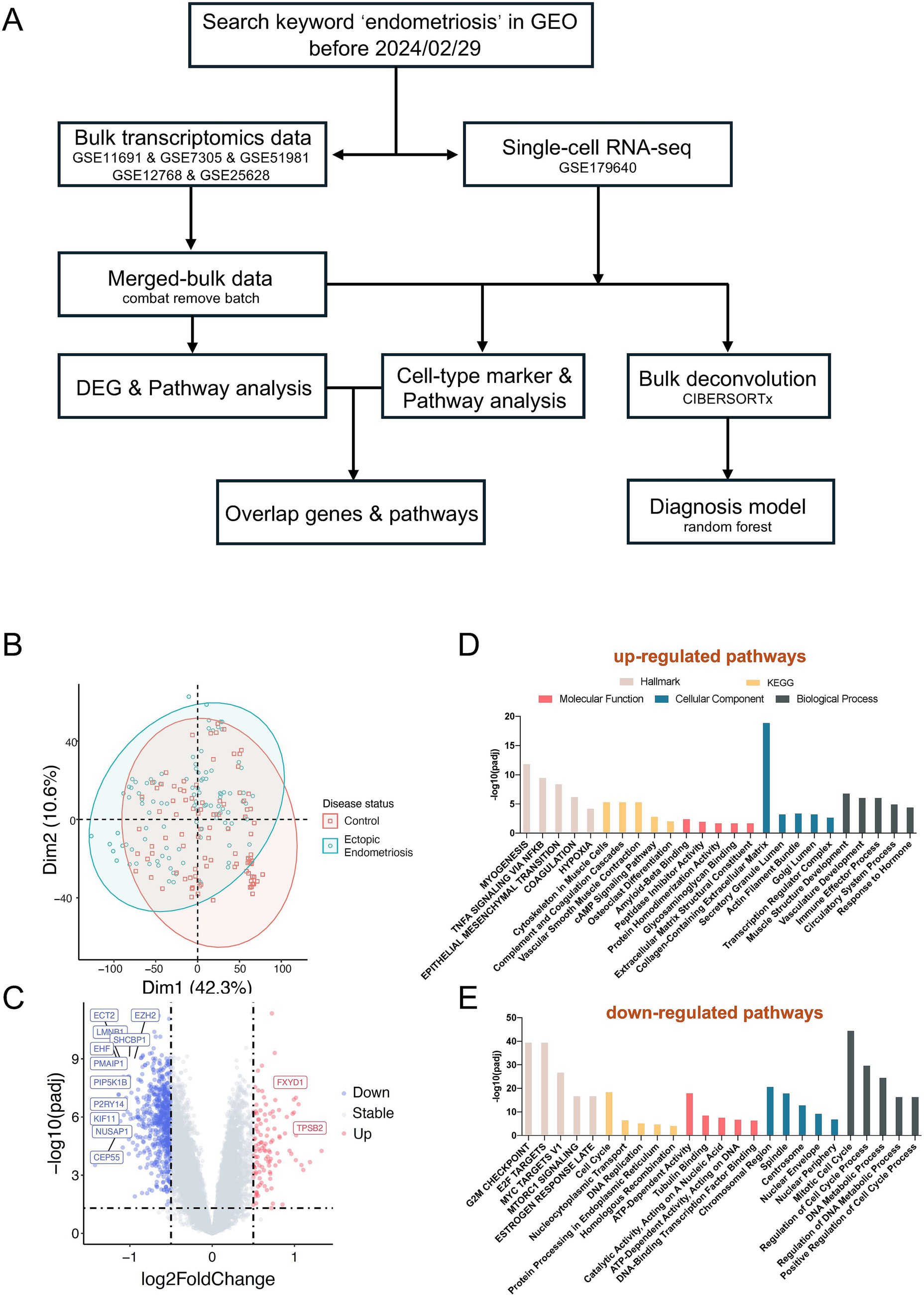 Diagram illustrating a study on endometriosis using GEO data. Panel A presents the research workflow, starting with keyword search and leading to gene pathway analysis and diagnosis modeling. Panel B shows a scatter plot of disease status between control and ectopic endometriosis groups. Panel C displays a volcano plot of differentially expressed genes, highlighting upregulated and downregulated genes. Panels D and E show bar charts of upregulated and downregulated pathways, categorized by molecular function, cellular component, biological process, Hallmark, and KEGG.