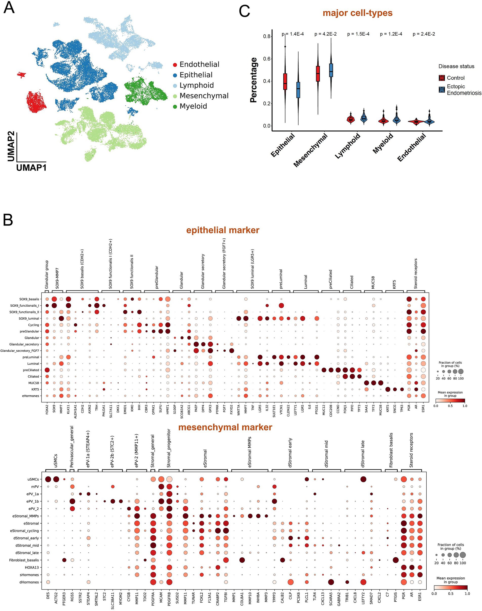 A UMAP plot (A) visualizes major cell types: endothelial, epithelial, lymphoid, mesenchymal, and myeloid. A dot plot (B) shows expression of epithelial and mesenchymal markers. A box plot (C) compares cell type percentages across control, ectopic, and endometriosis groups.