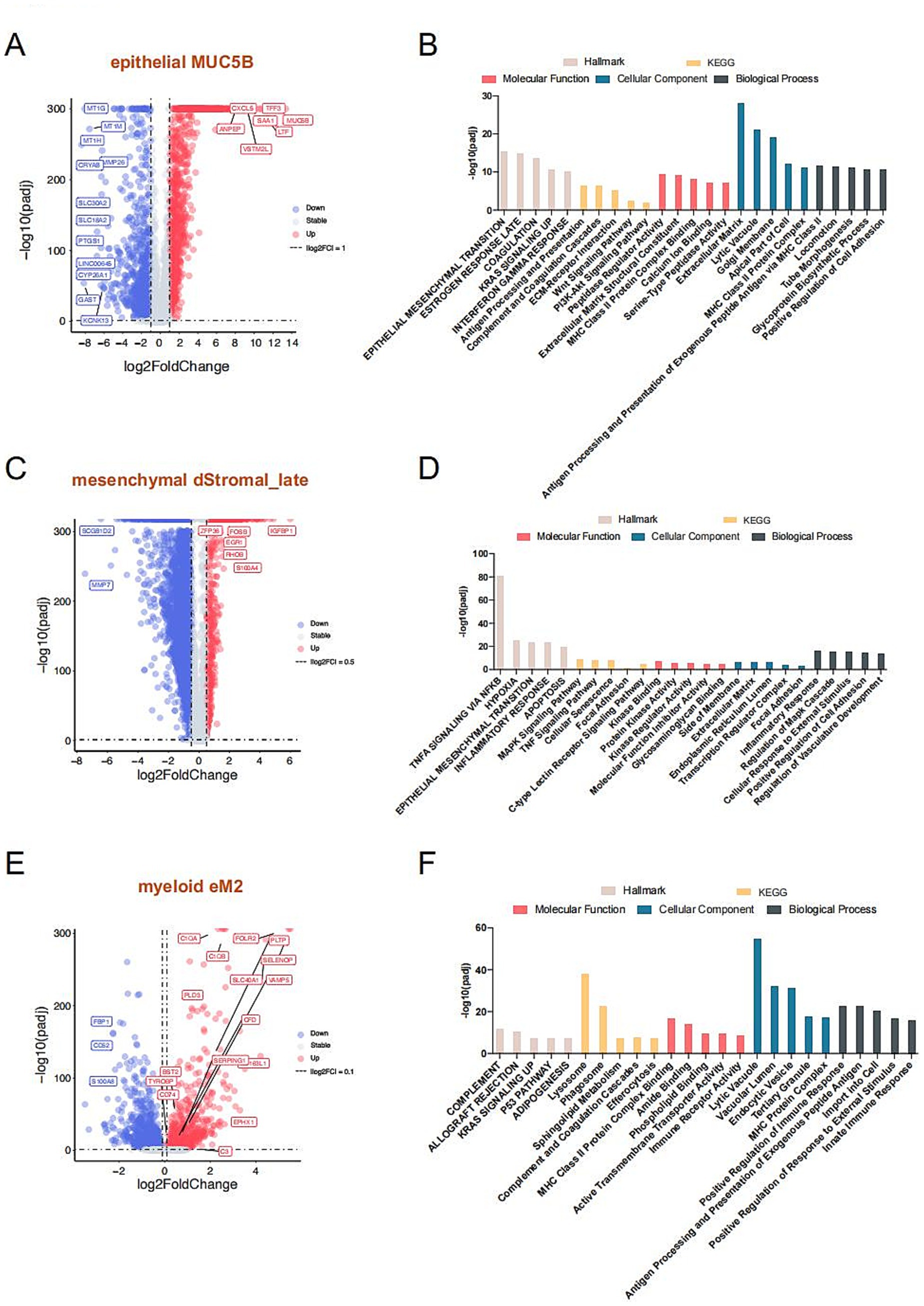 Volcano plots and bar charts illustrate differential gene expression and enrichment analysis across three conditions: epithelial MUC5B, mesenchymal dStromal_late, and myeloid eM2. Panels A, C, and E display volcano plots with genes depicted as dots. Panels B, D, and F show corresponding bar charts for gene set enrichment analysis, categorized by hallmark, KEGG pathways, molecular function, cellular component, and biological process.