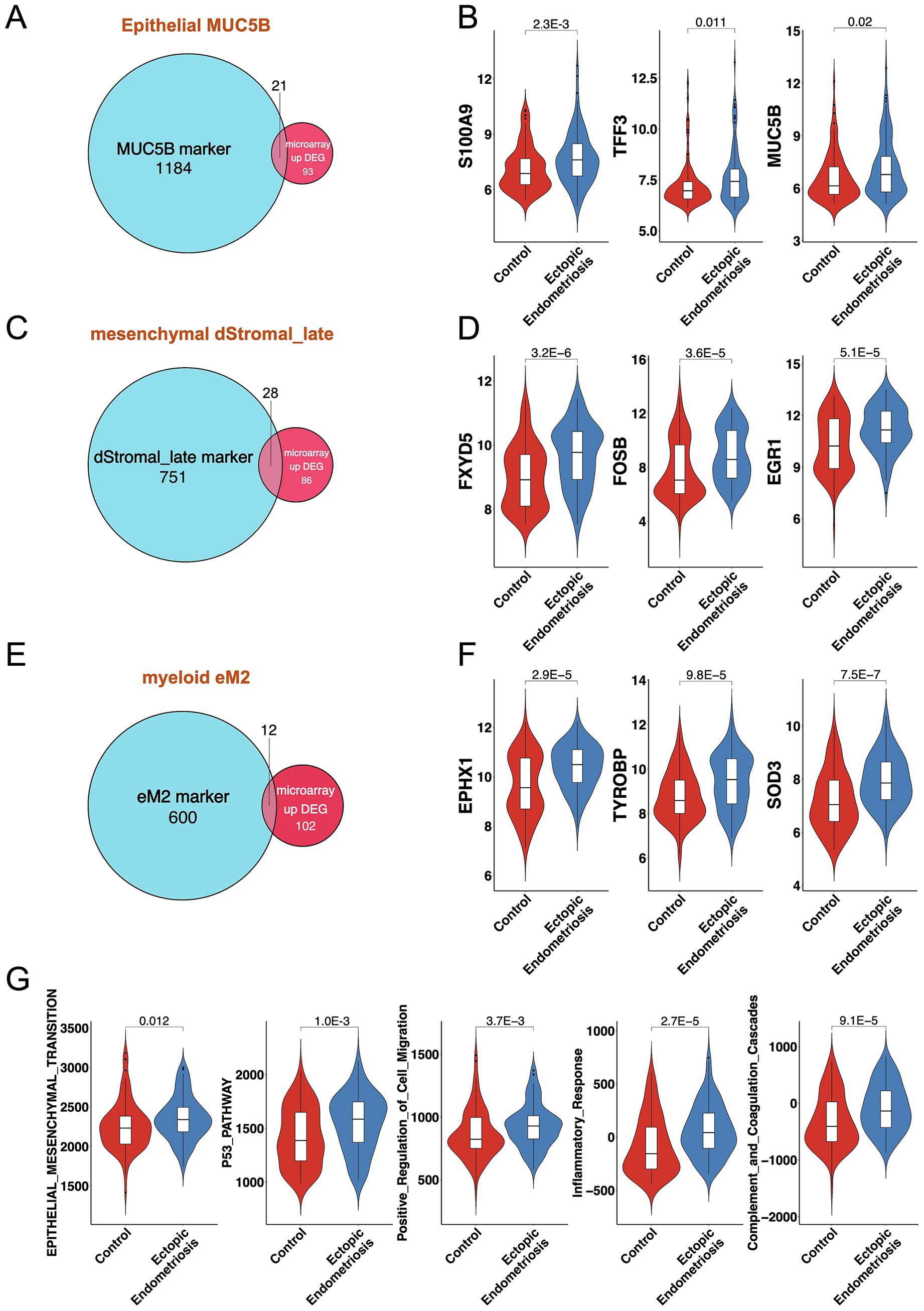 Venn diagrams (A, C, E) and violin plots (B, D, F, G) comparing marker expressions in control versus ectopic endometriosis conditions. Diagrams show overlaps between markers and differentially expressed genes (DEG). Violin plots indicate expression levels of specific genes (S100A9, TFF3, MUC5B, FXYD5, FOSB, EGR1, EPHX1, TYROBP, SOD3) and pathways (epithelial-mesenchymal transition, P53 pathway, cell migration, inflammatory response, coagulation cascades), with statistical significance values displayed above.