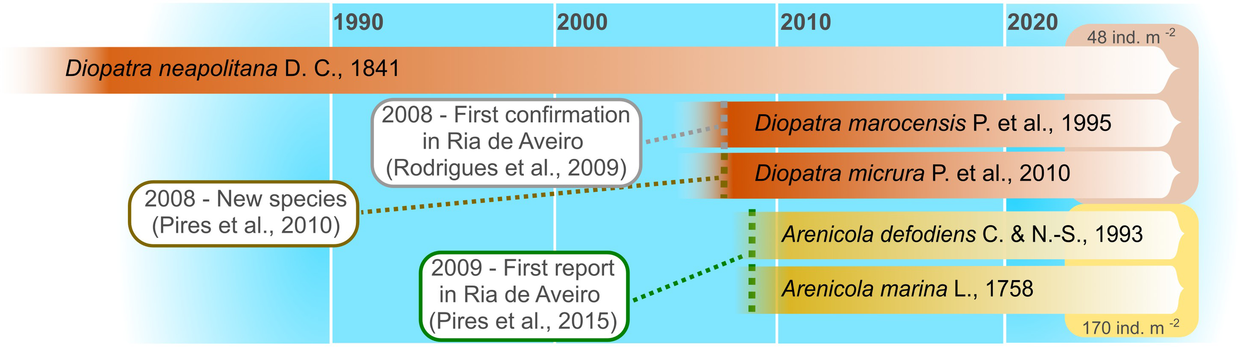Timeline showing the presence and discovery of different species from 1990 to 2020. “Diopatra neapolitana” is a key species with first confirmation in Ria de Aveiro in 2008. Other species include “Diopatra marocensis”, “Diopatra micrura”, “Arenicola defodiens”, and “Arenicola marina”. Events indicate new species reports and confirmations with references.