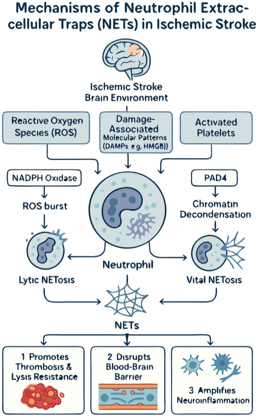 Flowchart illustrating the mechanisms of neutrophil extracellular traps (NETs) in ischemic stroke. It shows reactive oxygen species, damage-associated molecular patterns, and activated platelets affecting neutrophils, leading to NETosis. NETs then promote thrombosis, disrupt the blood-brain barrier, and amplify neuroinflammation.